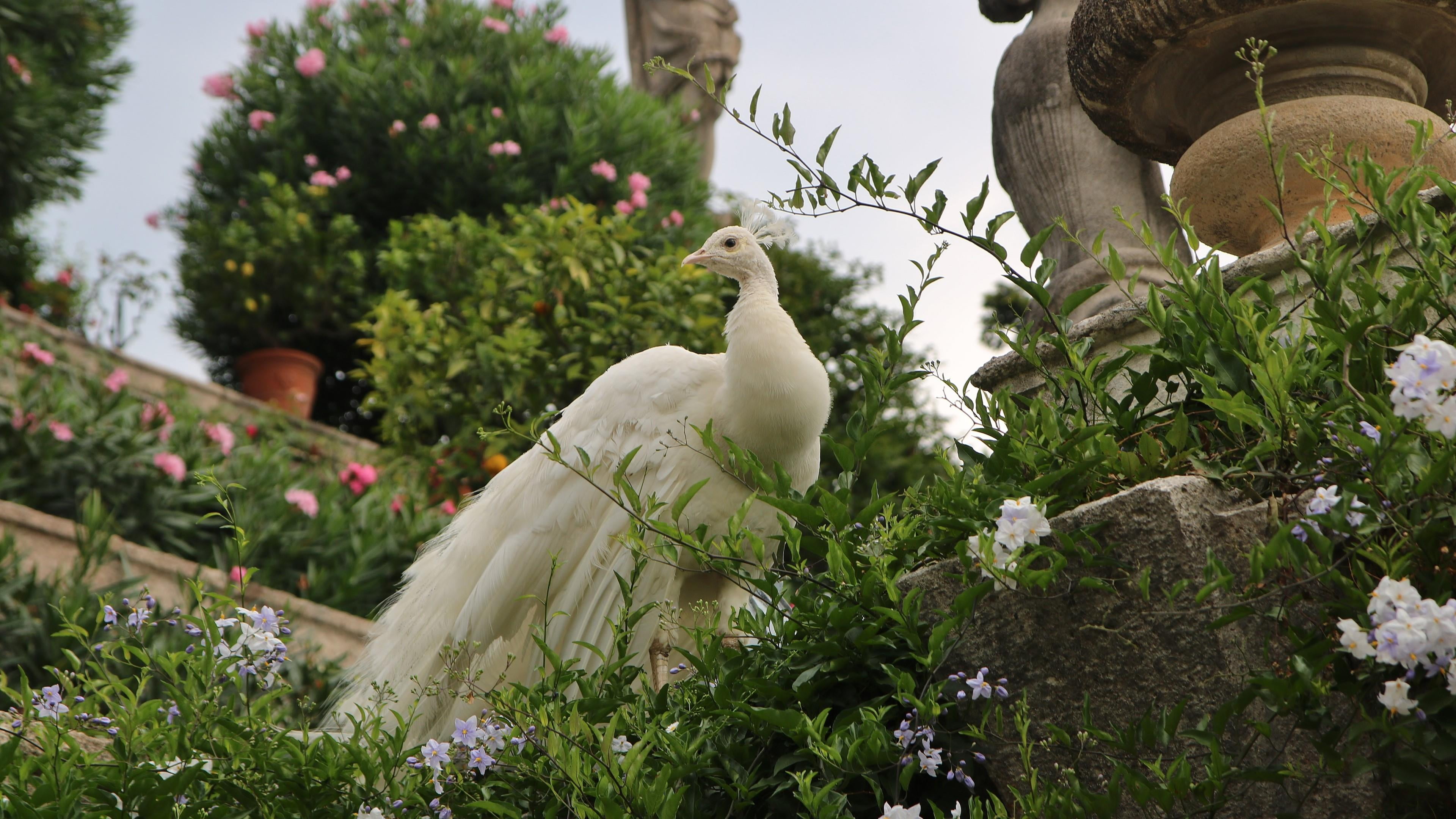 art and craft, animal, 4K, no people, sculpture, plant, creativity, white color, white peacock, tree, vertebrate, day, representation, nature, growth, HD Wallpaper