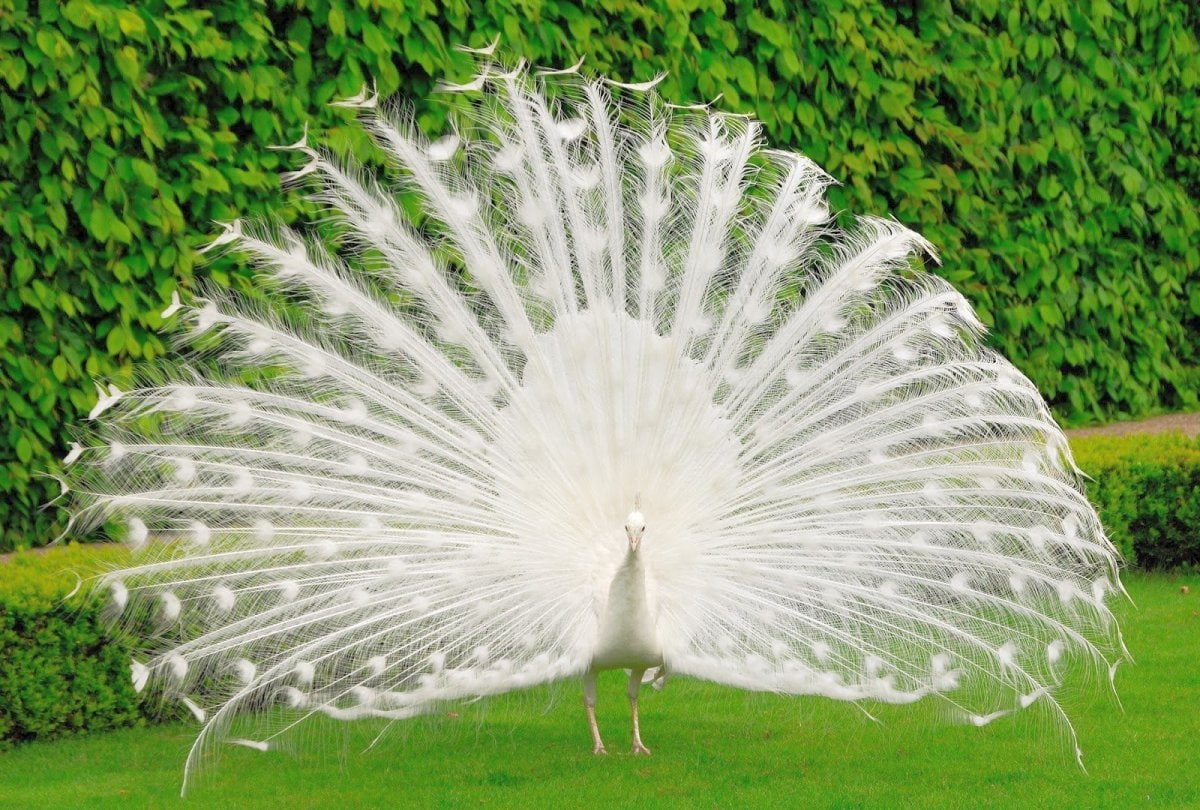 480P, white peacock, bird, nature, HD Wallpaper