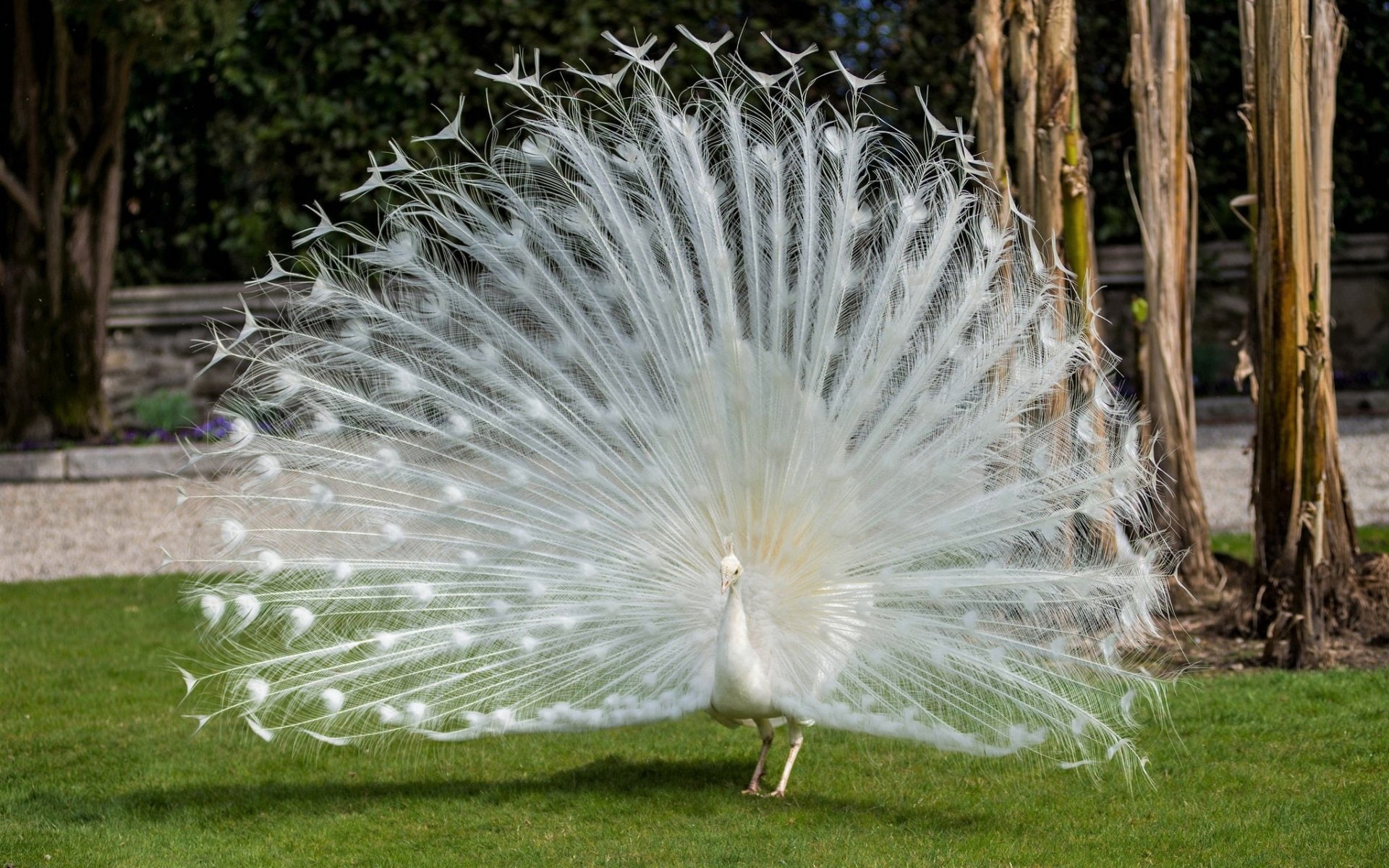 Birds, Bird, White, 1080P, Peacock, Albino, Animal, HD Wallpaper
