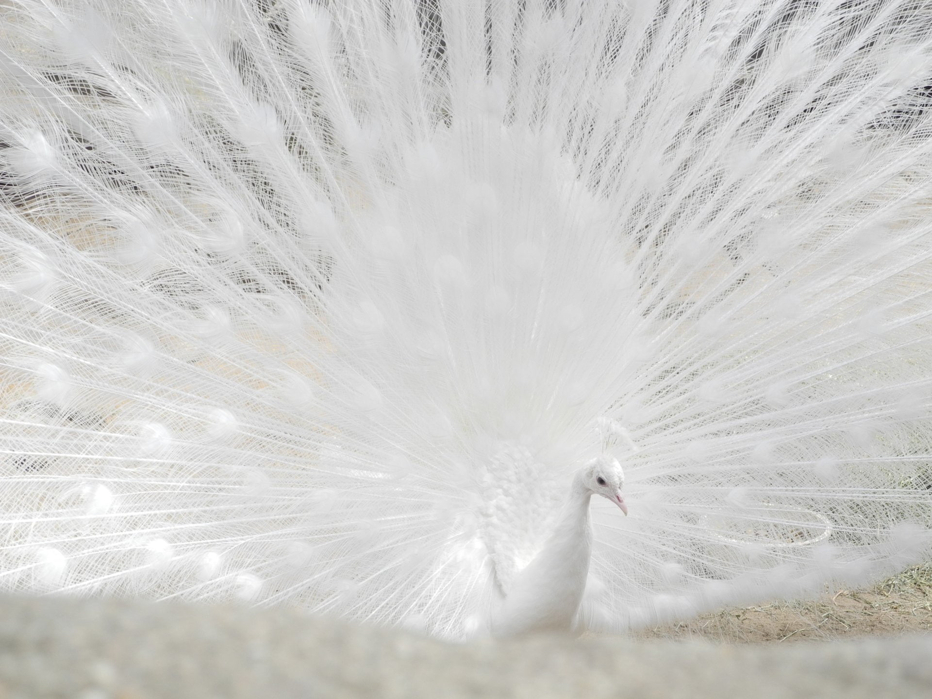 White, Feather, 1080P, Birds, Peacock, HD Wallpaper