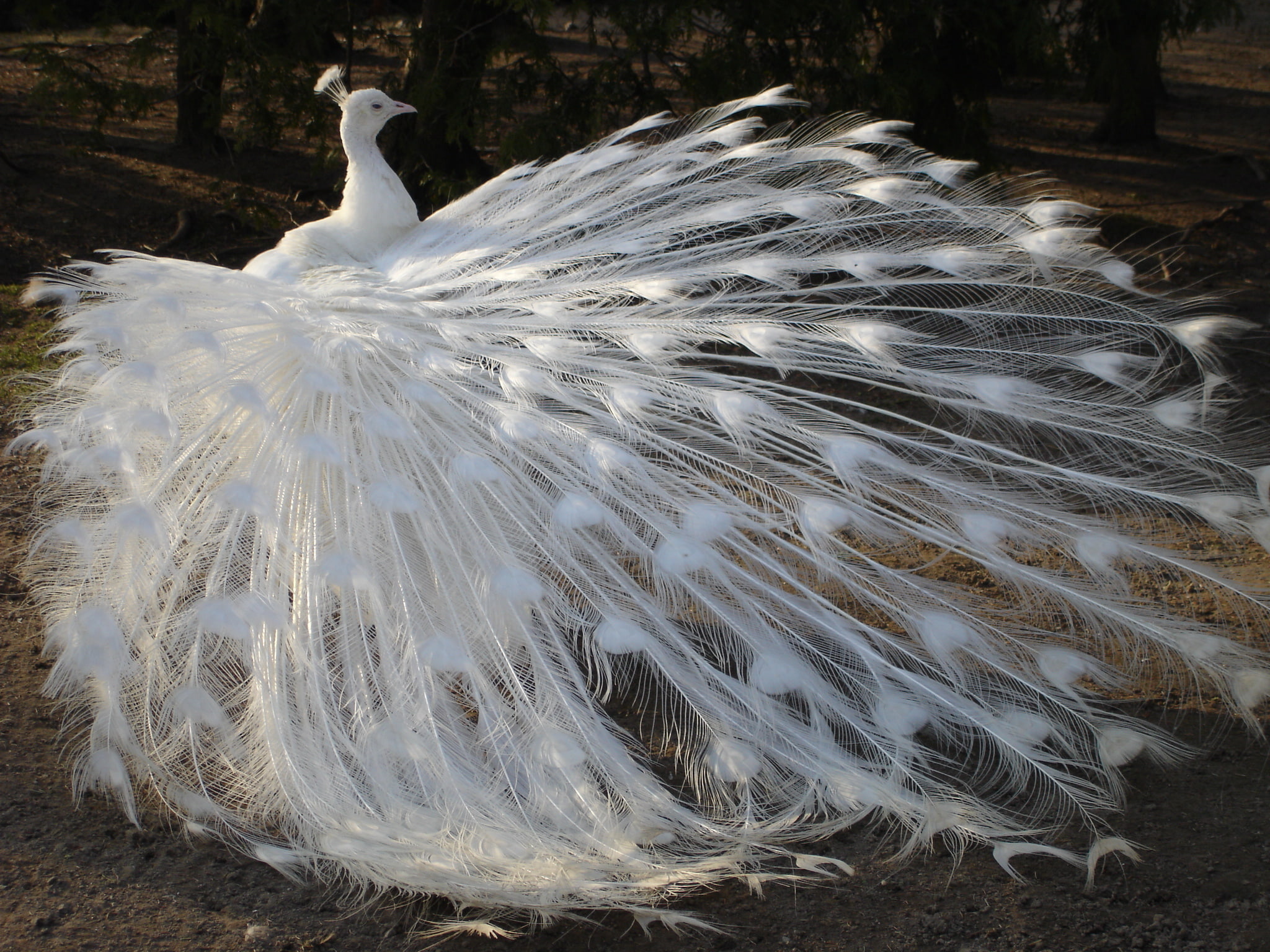 albino, feathers, bird, tail, peacock, 1080P, white, HD Wallpaper