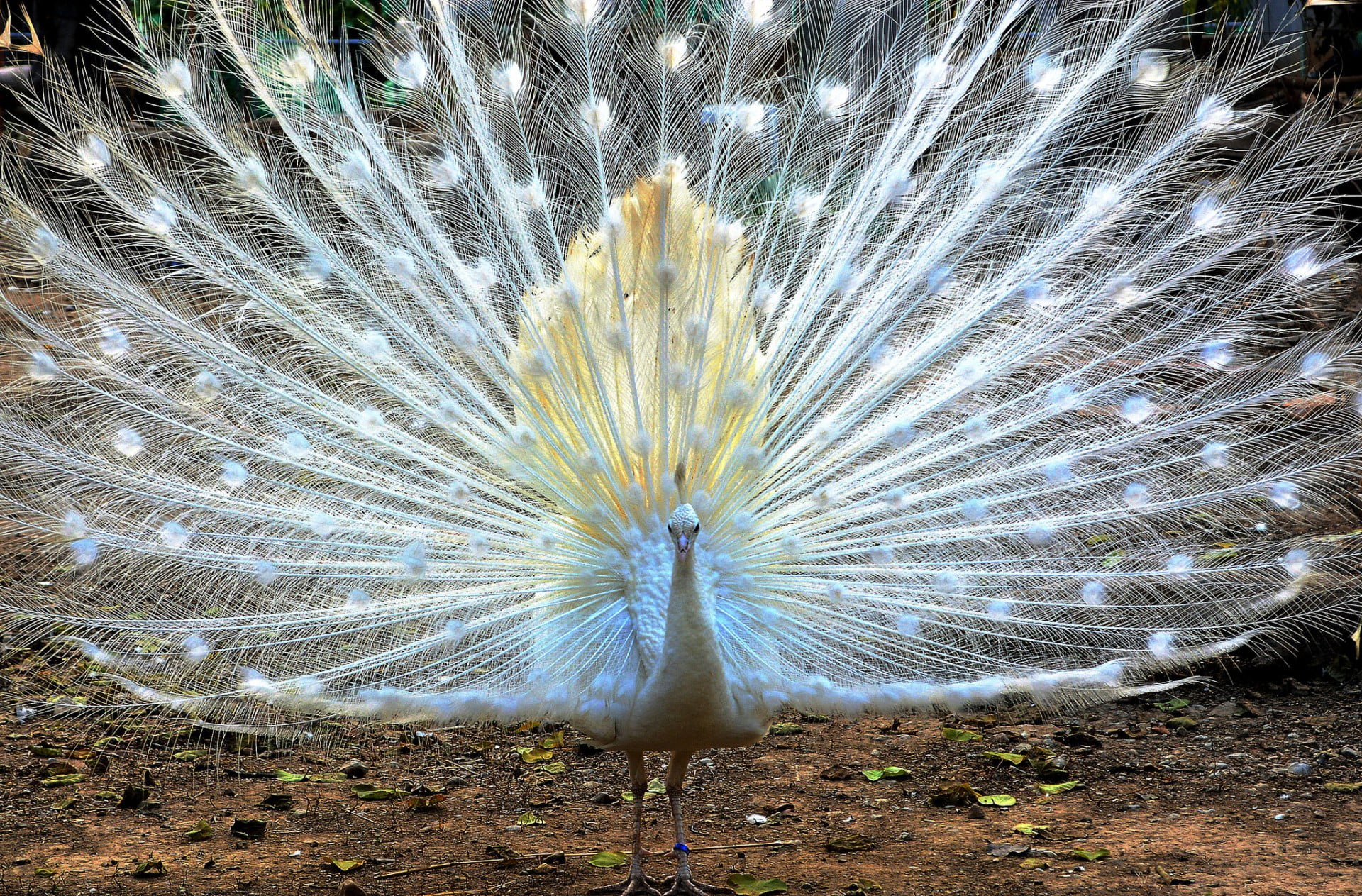 animal, wildlife, field, colors, white color, day, TAIL, animal themes, FEATHERS, bright, beautiful, no people, land, BIRD, beauty, vibrant Color, 1080P, HD Wallpaper