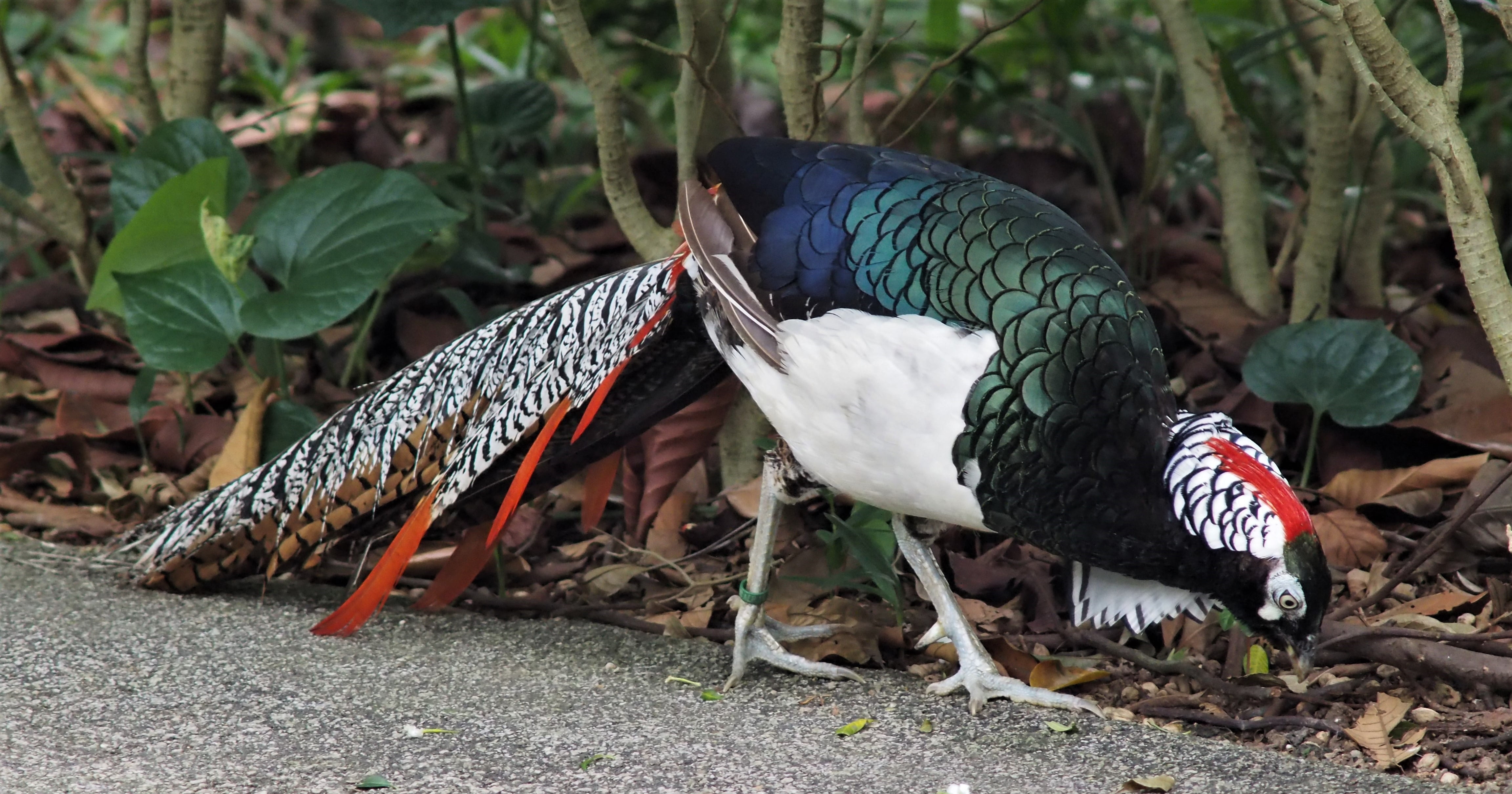 daytime, bird, feather, eating, day, feeding, peacock, animals in the wild, leaf, group of animals, red, food, outdoors, nature, color, beside, full length, HD Wallpaper