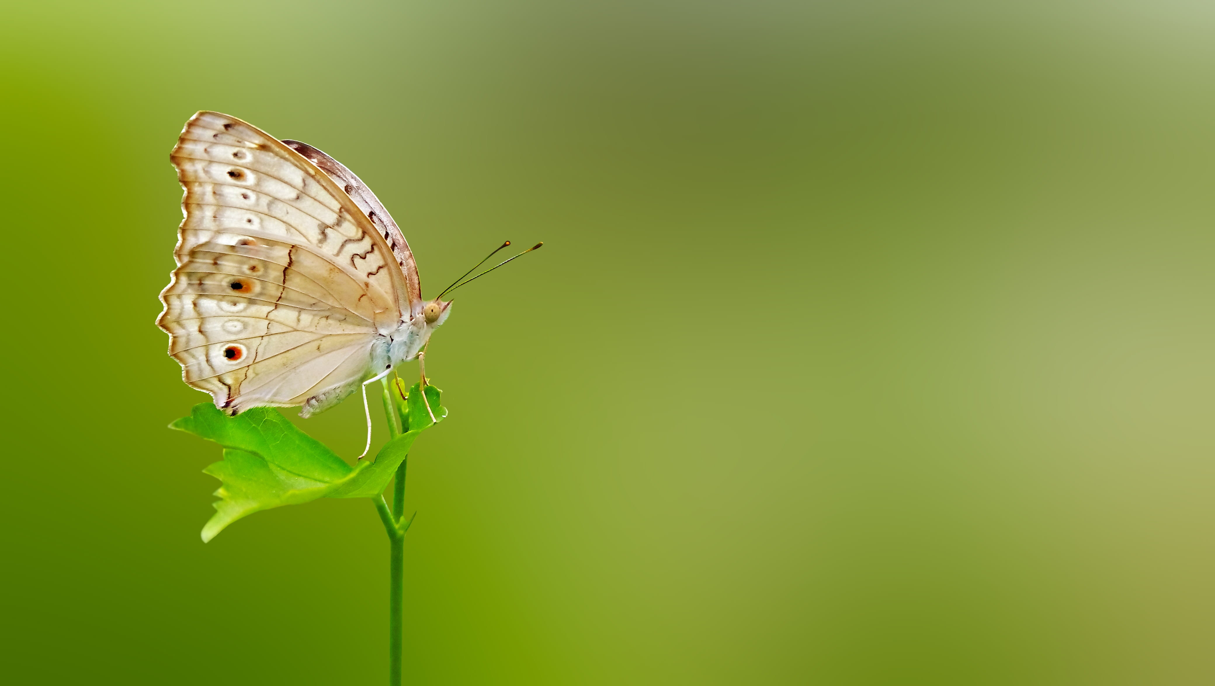matting, green background, no people, one animal, colored background, animal wildlife, insect, animal body part, animals in the wild, peacock, 4K, grey pansy, HD Wallpaper