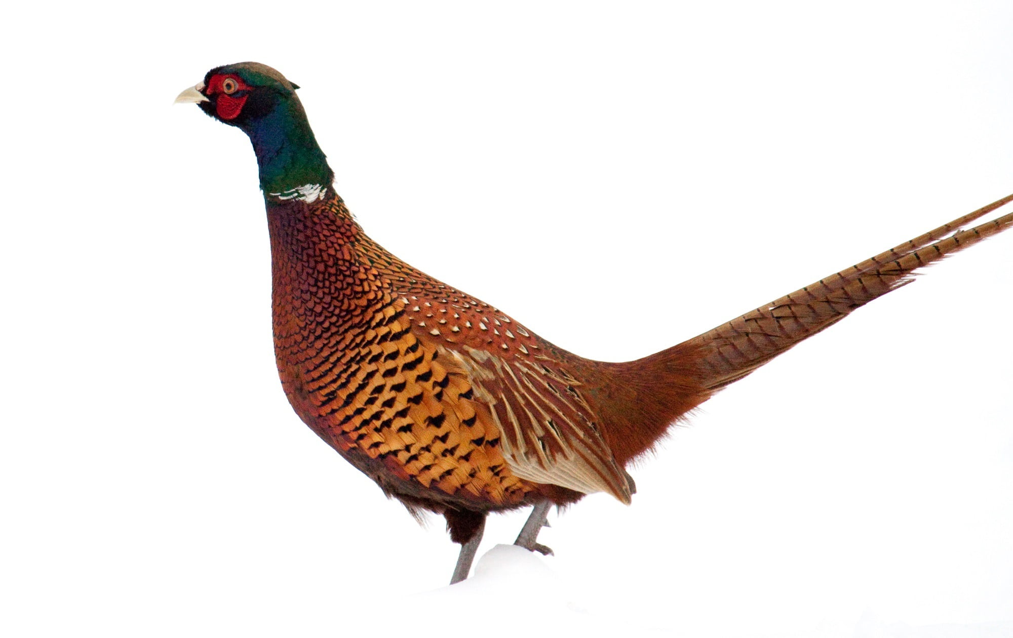 vertebrate, wildlife, copy space, green, bird, animal themes, no people, poultry, livestock, fowl, animals in the wild, close-up, male animal, pheasant, HD Wallpaper