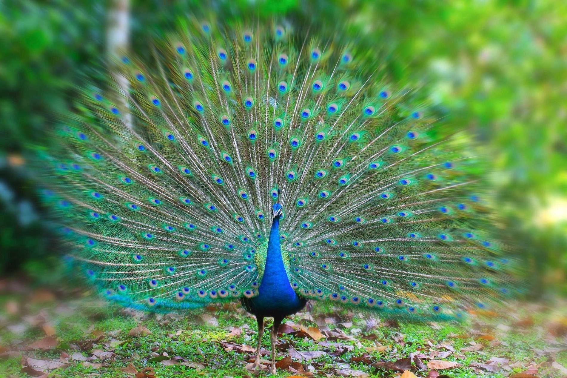 multi colored, nature, peacock, no people, animals in the wild, outdoors, one animal, feather, land, peacock feather, animal, male animal, day, 720P, vertebrate, HD Wallpaper