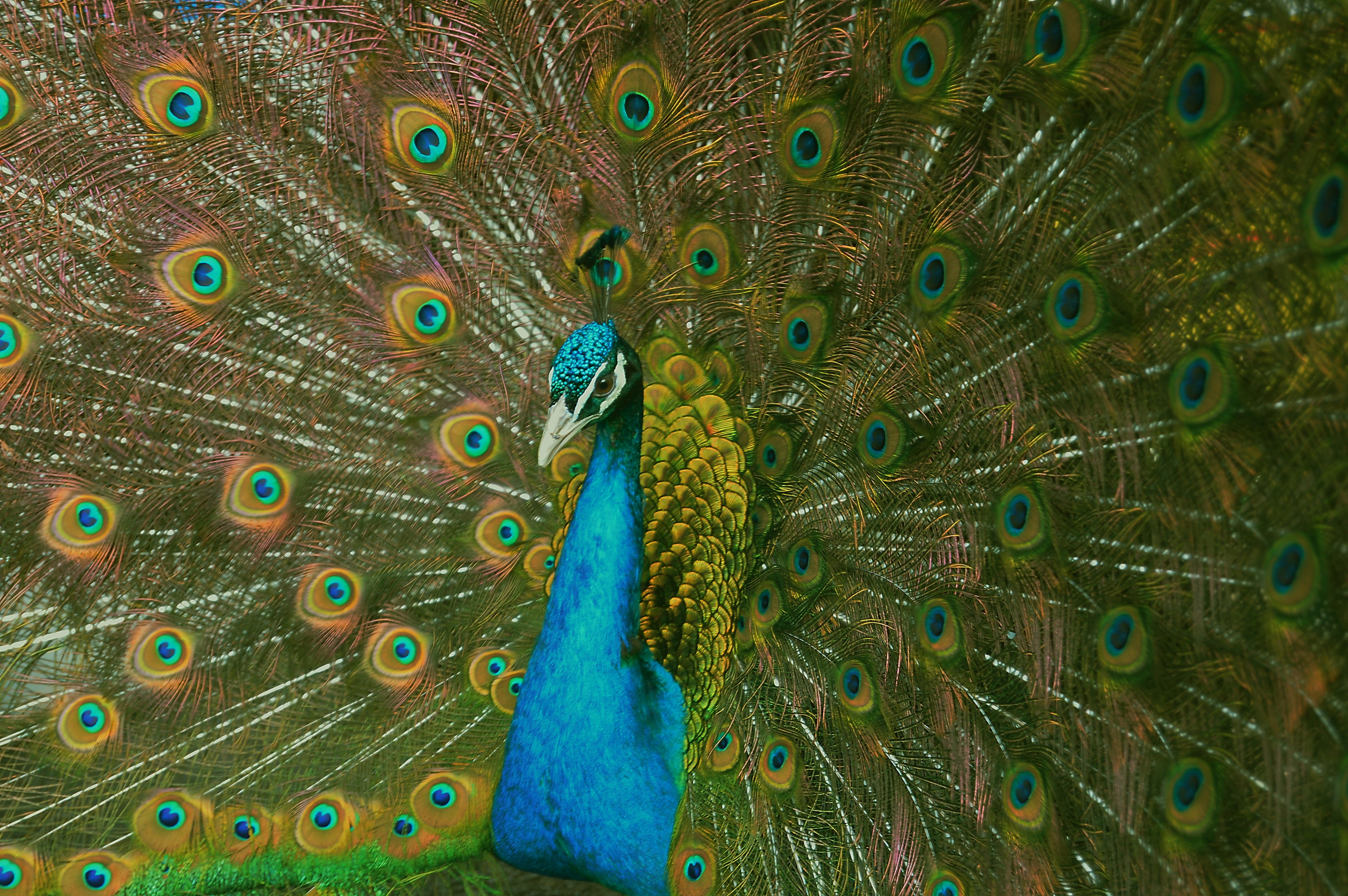 bird, peacock, full frame, animal wildlife, blue, day, vertebrate, animal head, peacock feather, animal world, one animal, no people, fanned out, plumage, HD Wallpaper