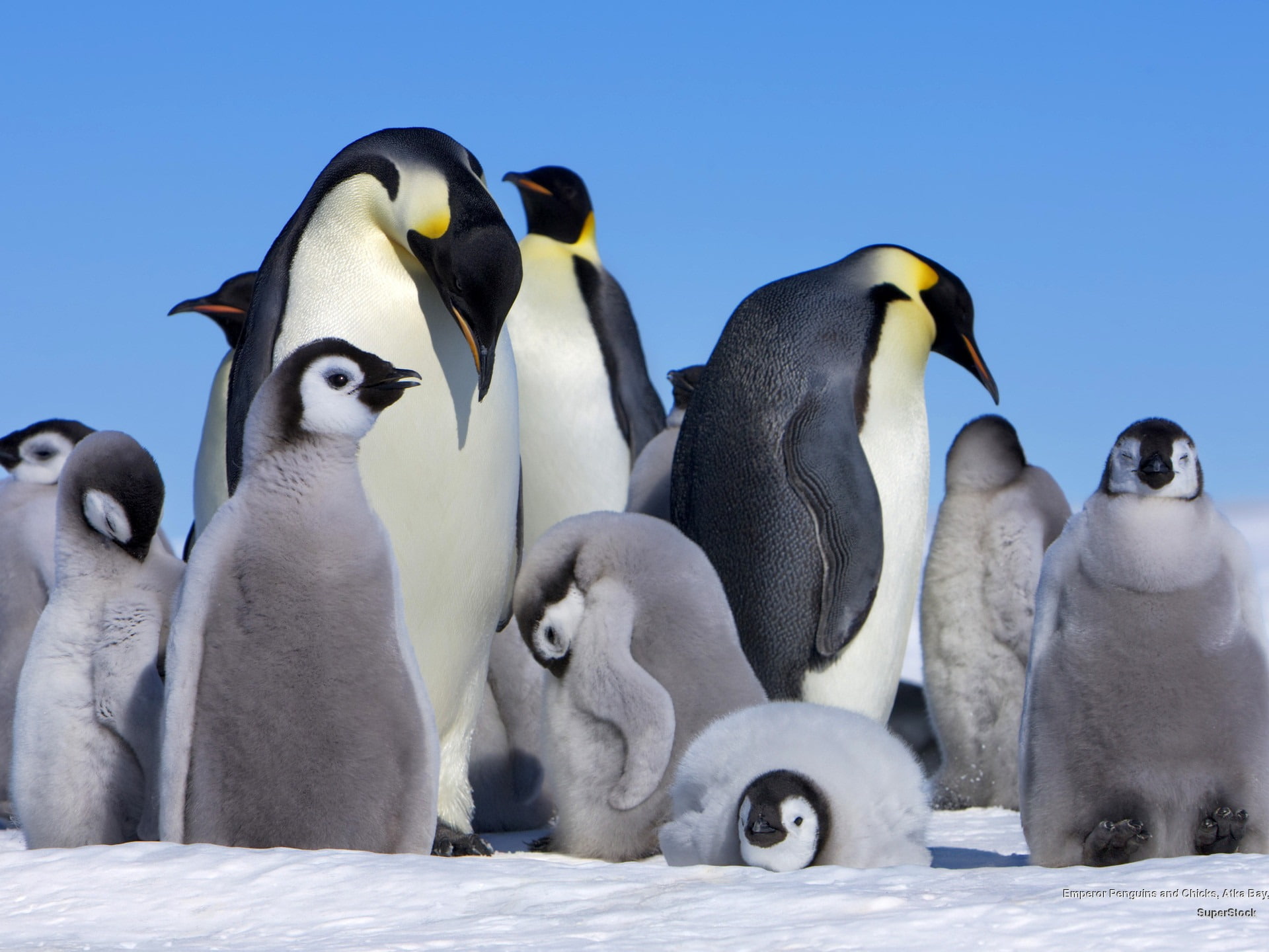 young animal, hd, cold temperature, animals in the wild, young bird, emperor, animal themes, frozen, day, animal family, baby, animal wildlife, HD Wallpaper