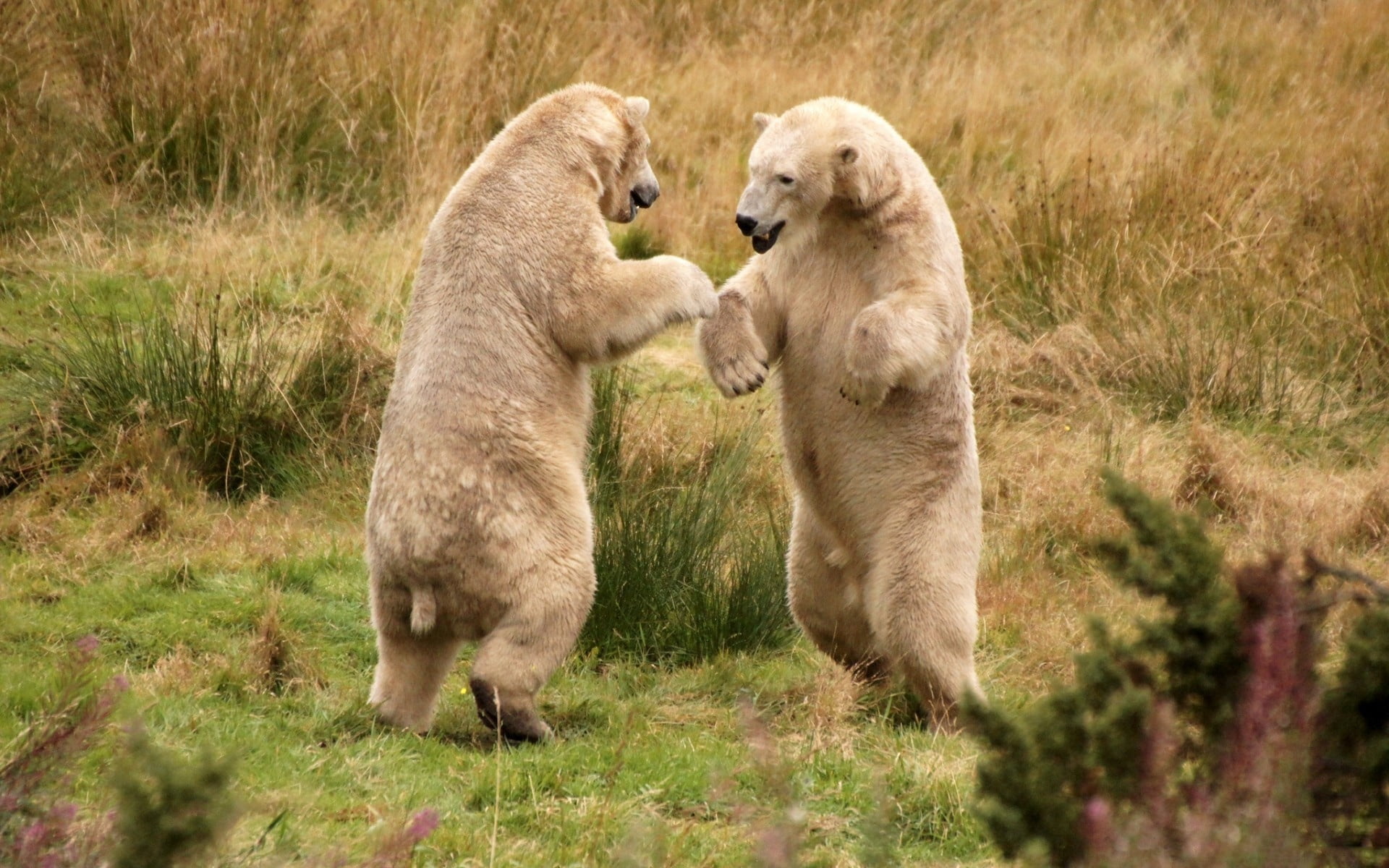 paw, looking, vertebrate, nature, fighting, animals In The Wild, eating, outdoors, walk, animal behavior, cub, day, 1080P, fur, grass, conflict, one Animal, HD Wallpaper