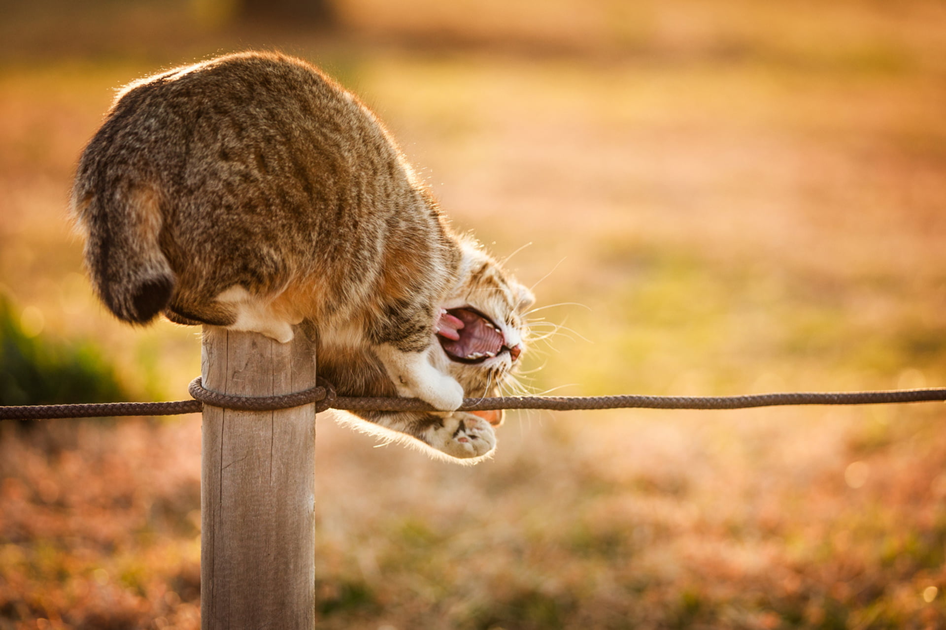 day, nature, safari, animals In The Wild, primate, plays, sun, animal, focus on foreground, mammal, animal body part, pets, fall, tabby, brown, cat, kitten, HD Wallpaper