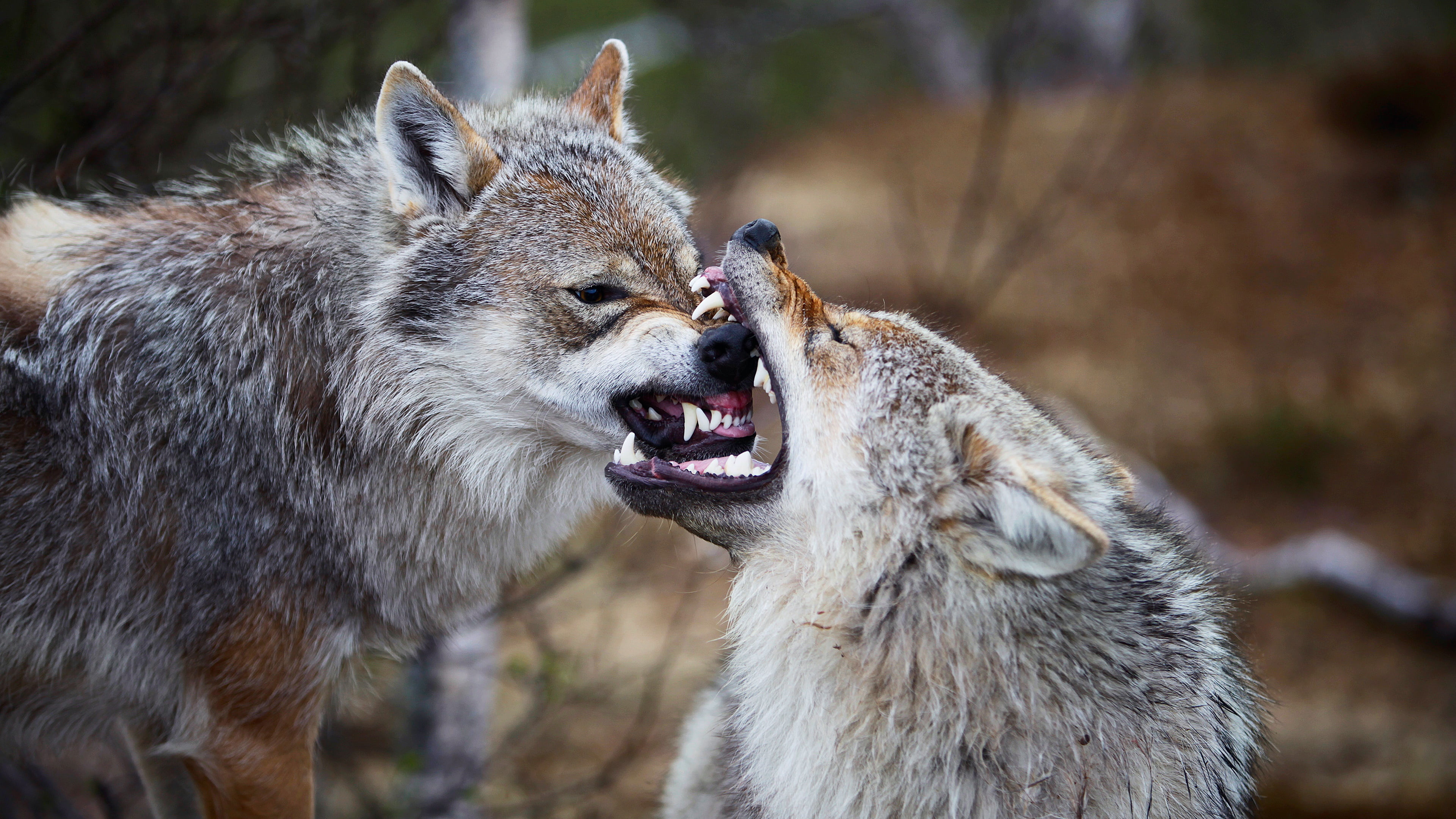two animals, mouth open, ominous, animal behavior, mouth, wildlife, snarling, coyote, group of animals, 4K, negative emotion, fighting, aggression, animals in the wild, HD Wallpaper