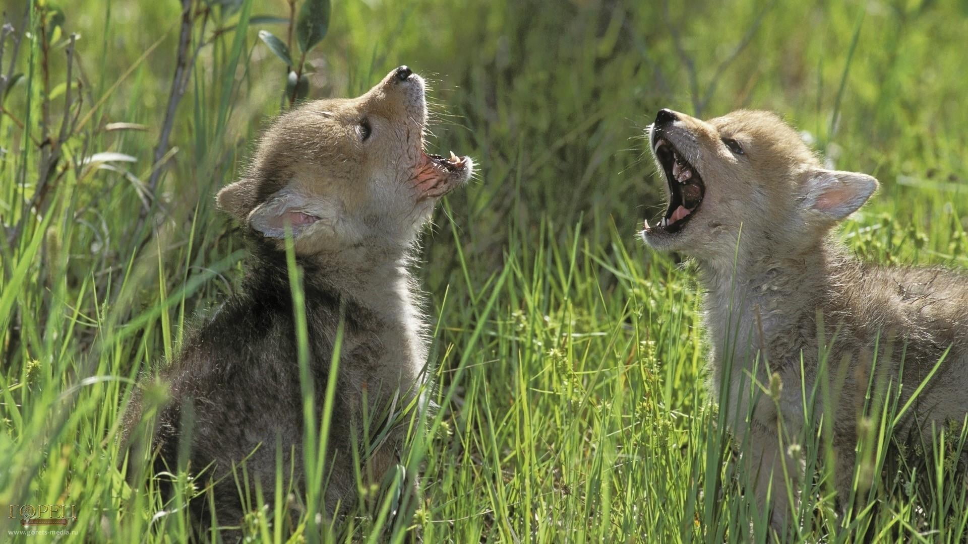 fighting, plant, mouth, animal behavior, vertebrate, nature, mouth open, wolf, cubs, anger, animals in the wild, grass, outdoors, negative emotion, animal wildlife, HD Wallpaper