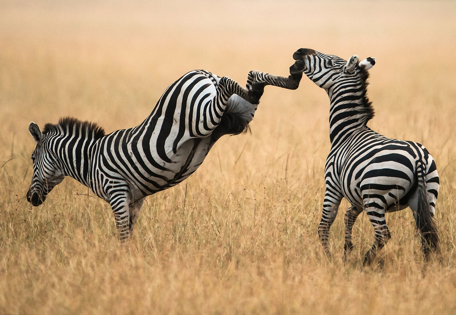 tanzania, wildlife, animal Themes, striped, east Africa, tourism, mammal, plain, wilderness Area, white, ngorongoro Conservation Area, national Landmark, HD Wallpaper