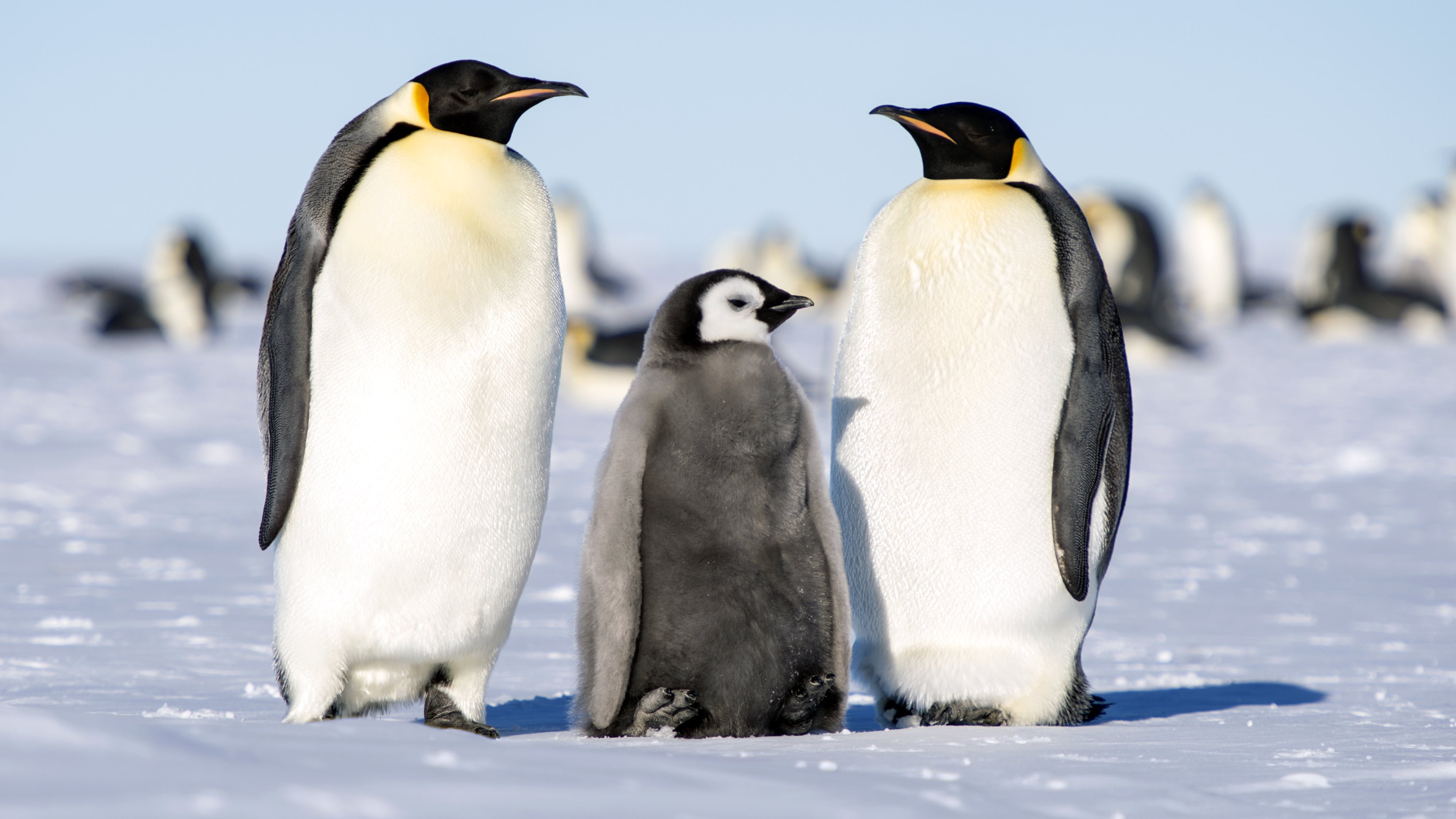 animals in the wild, vertebrate, emperor, penguins, no people, adults, aptenodytes, focus on foreground, hd, animal family, cub, snow, ice, young animal, HD Wallpaper