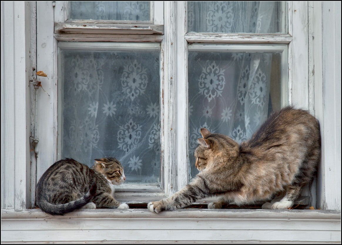 educational, interesting, behavior, 480P, animal, animals, art, animal behavior, cats, play, time, hd, HD Wallpaper