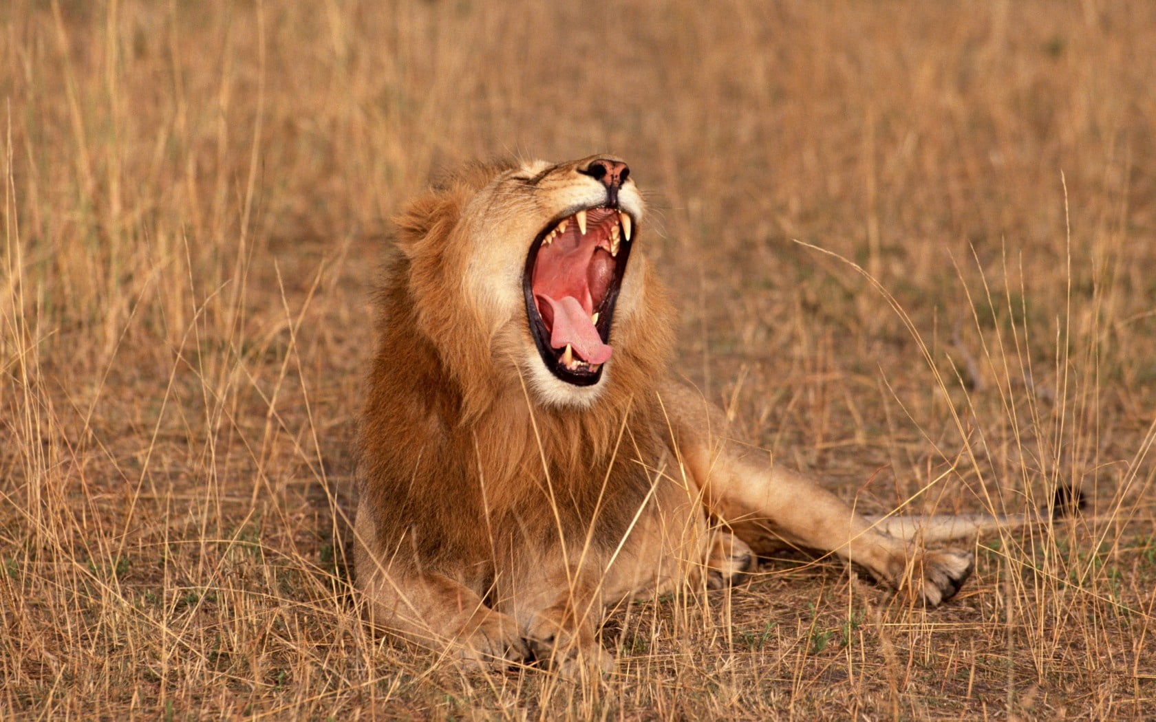 male Animal, kruger National Park, mouth, wildlife, fur, male, masai Mara, wildlife Reserve, yawning, one animal, lioness, nature, animal behavior, animal Teeth, HD Wallpaper