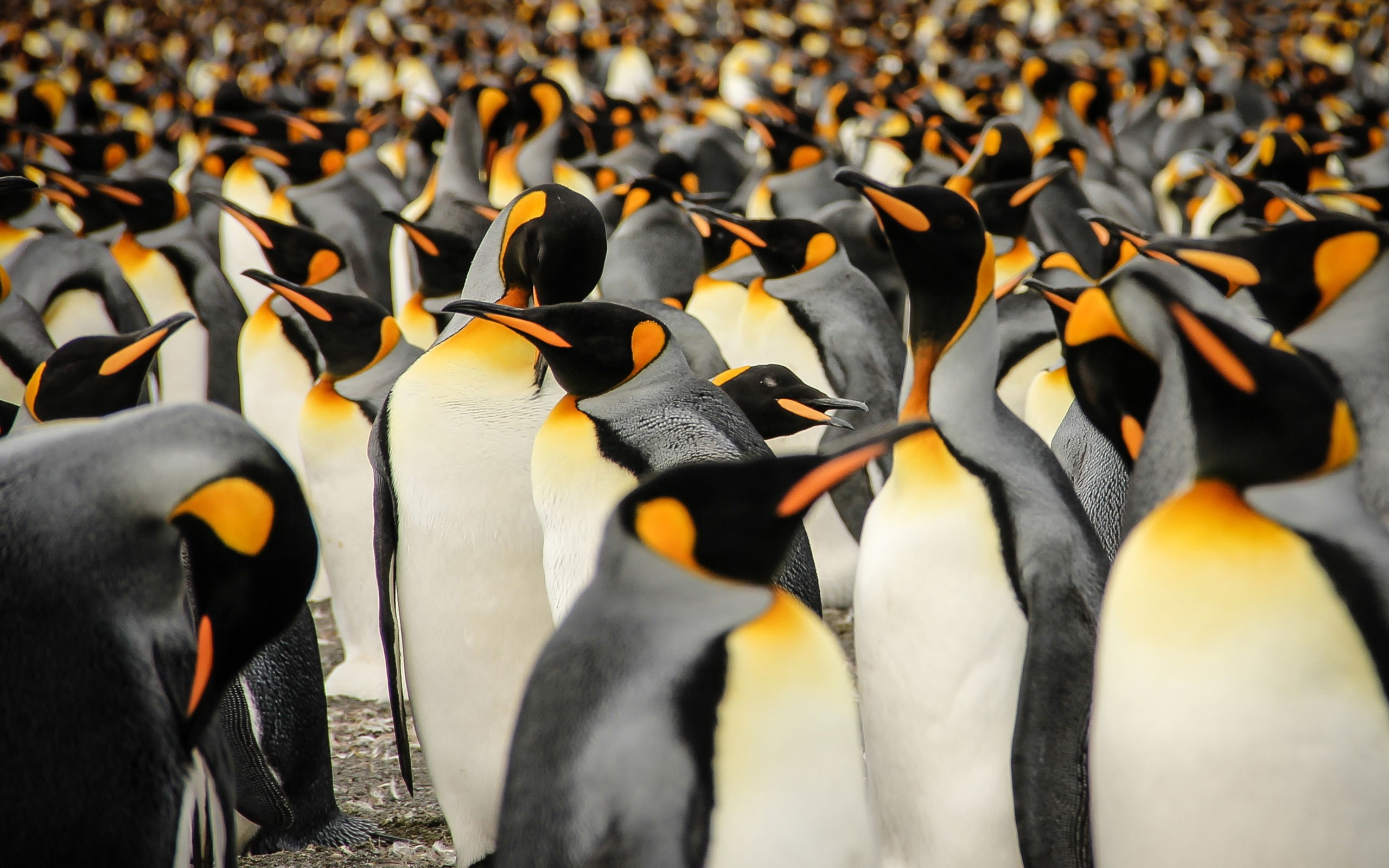 beauty in nature, animal wildlife, animal themes, outdoors, high, 2K, no people, quality, day, nature, penguins, animals in the wild, water, bird, togetherness, HD Wallpaper