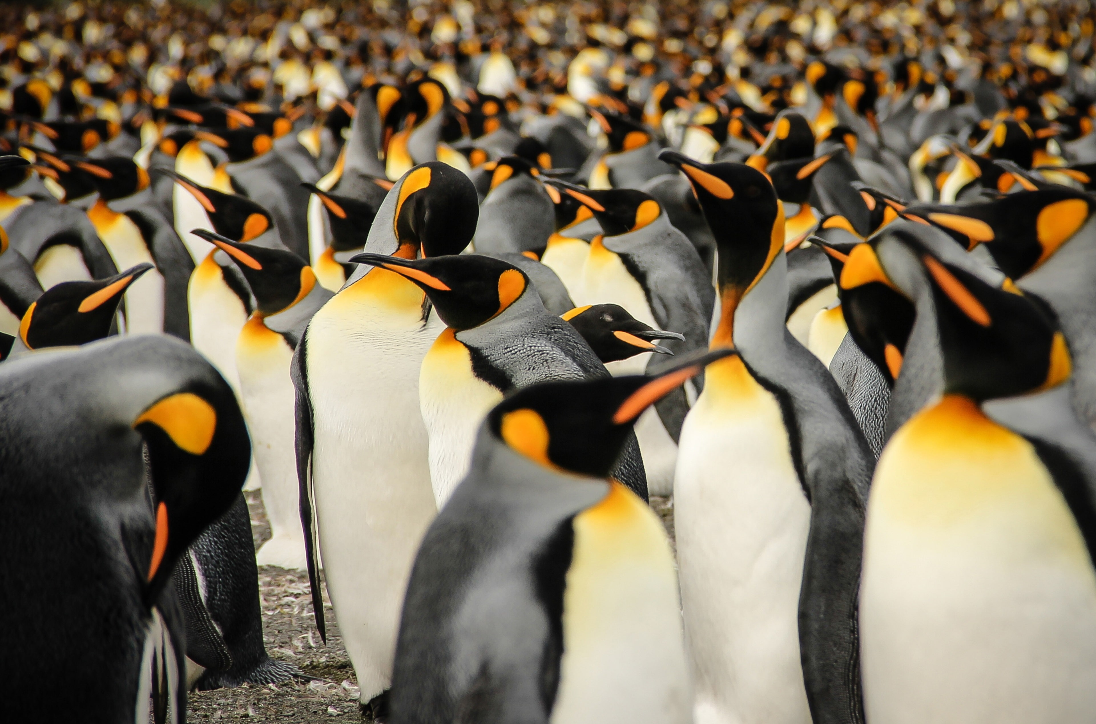 group of animals, penguin, water, large group of animals, focus on foreground, bird, animal behavior, no people, 4K, colony, king penguins 4k picture download, HD Wallpaper