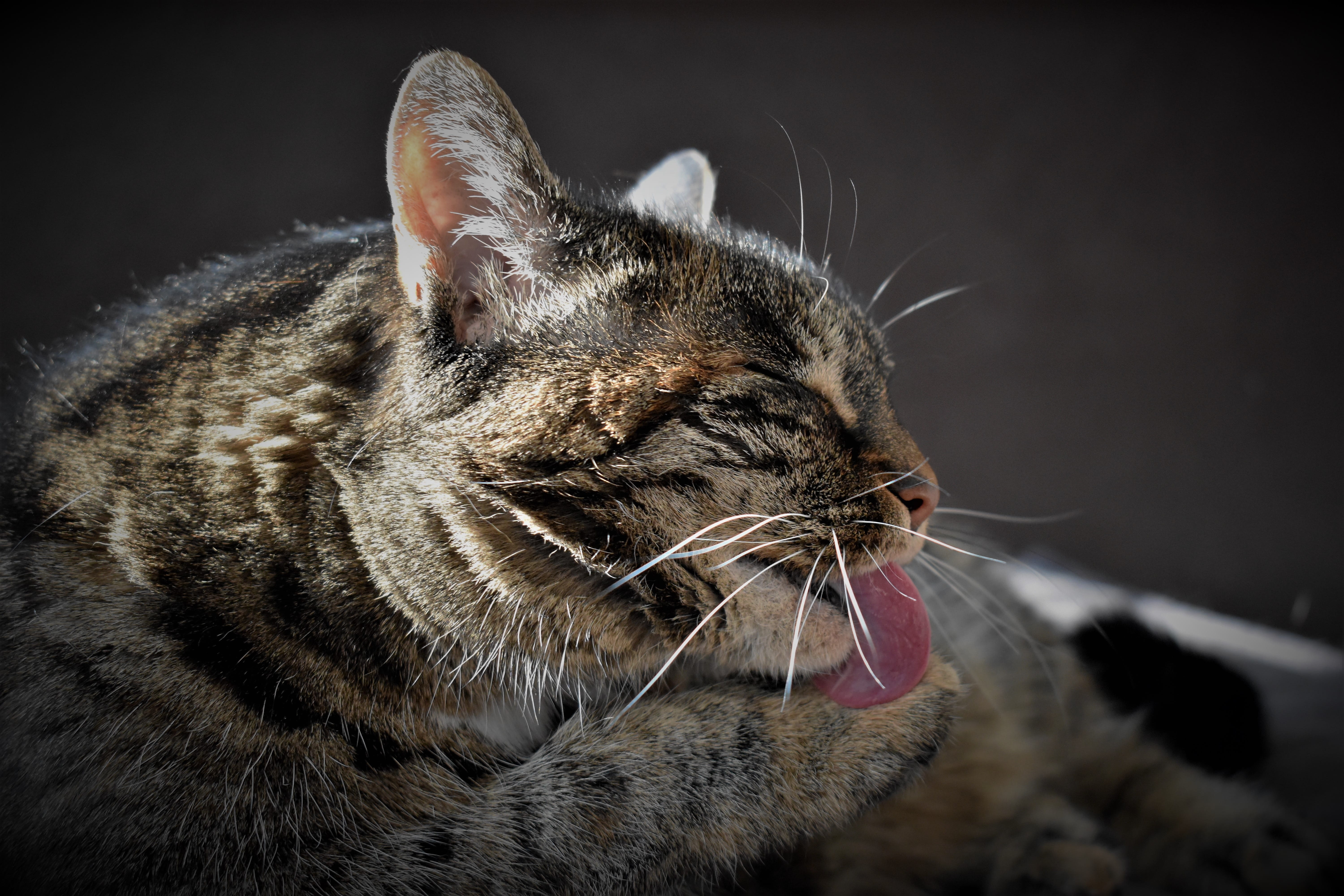close up, animal behavior, animal, animal mouth, animal body part, head, mouth open, animal head, pet, cat face, mouth, cats eyes, tabby, facial expression, HD Wallpaper