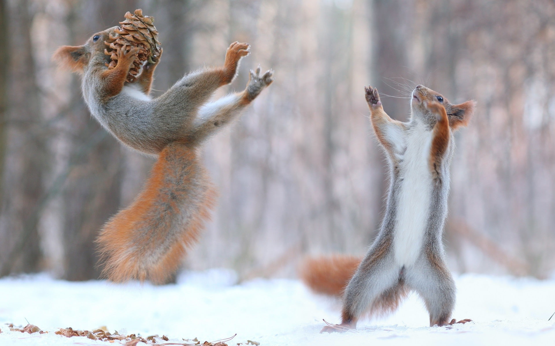 animal themes, Force, aggression, winter, animals, day, cold temperature, conflict, animal wildlife, no people, group of animals, squirrel, snow, nature, HD Wallpaper