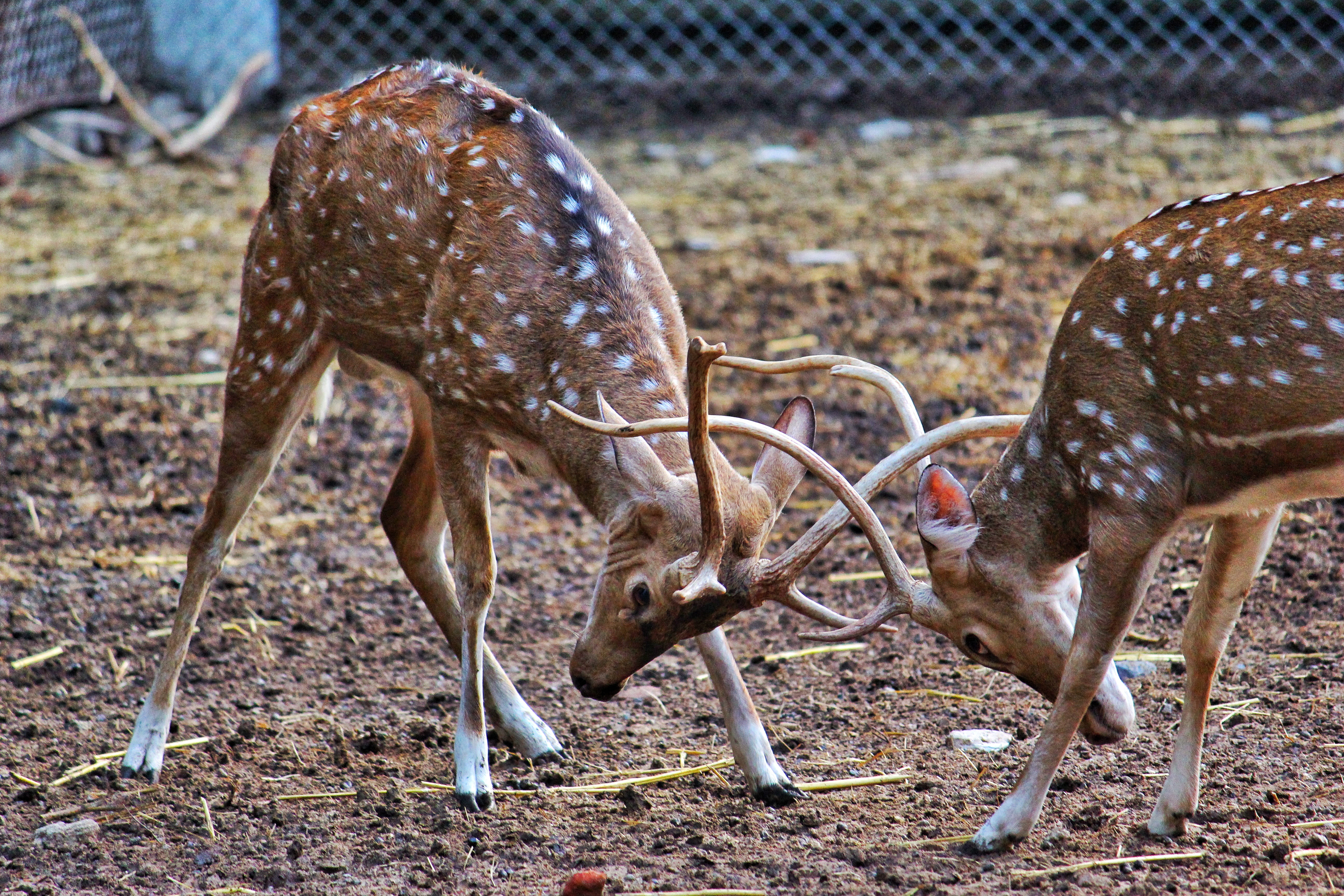 wildlife, cute, fighting, animals in the wild, focus on foreground, mammal, 5K, wild, day, animal themes, animal, land, little, animal wildlife, vertebrate, HD Wallpaper