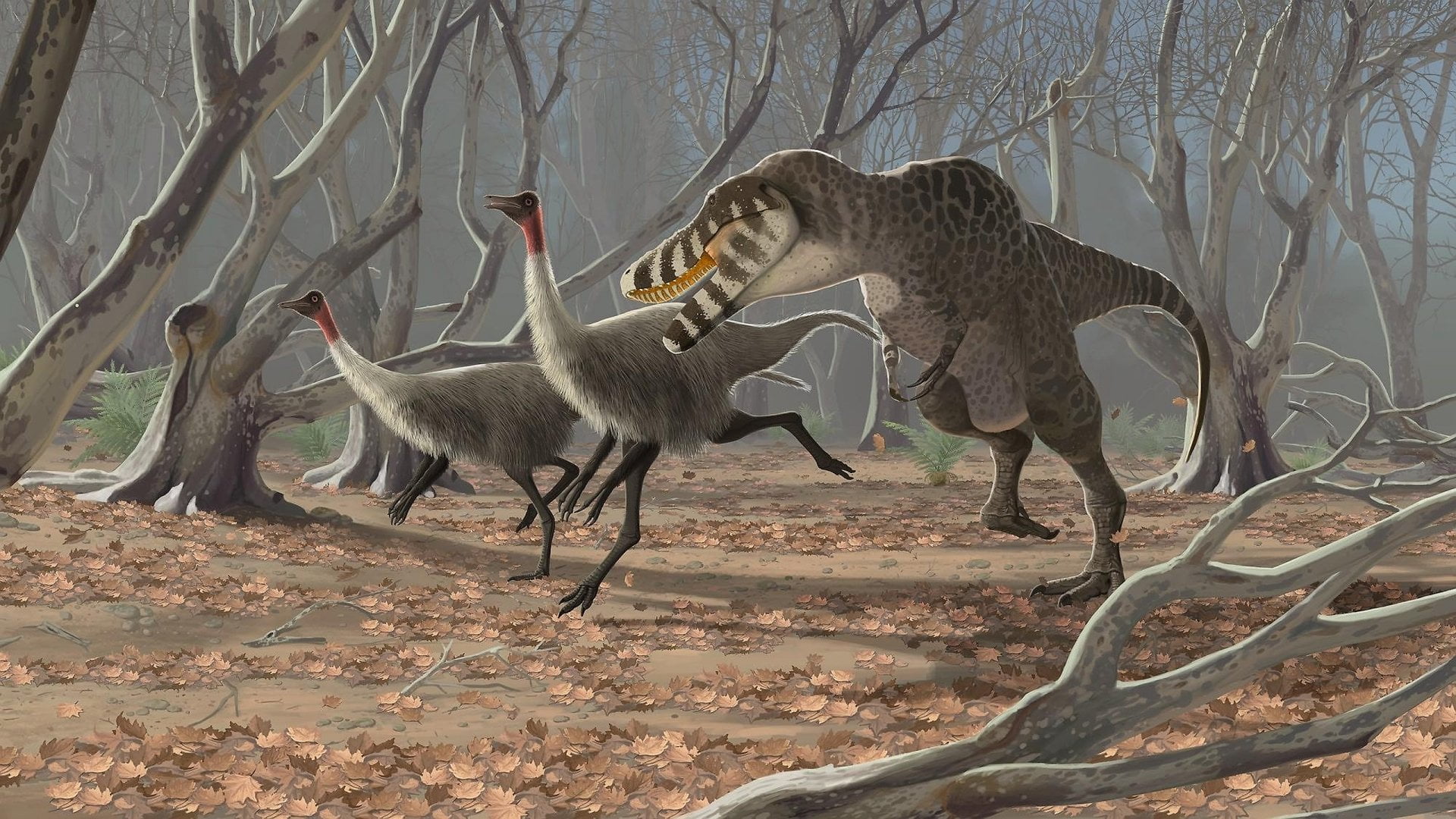 confrontation, fighting, animal themes, herbivorous, animals in the wild, tree, day, Dinosaur, nature, branch, two animals, no people, Animal, anger, field, HD Wallpaper