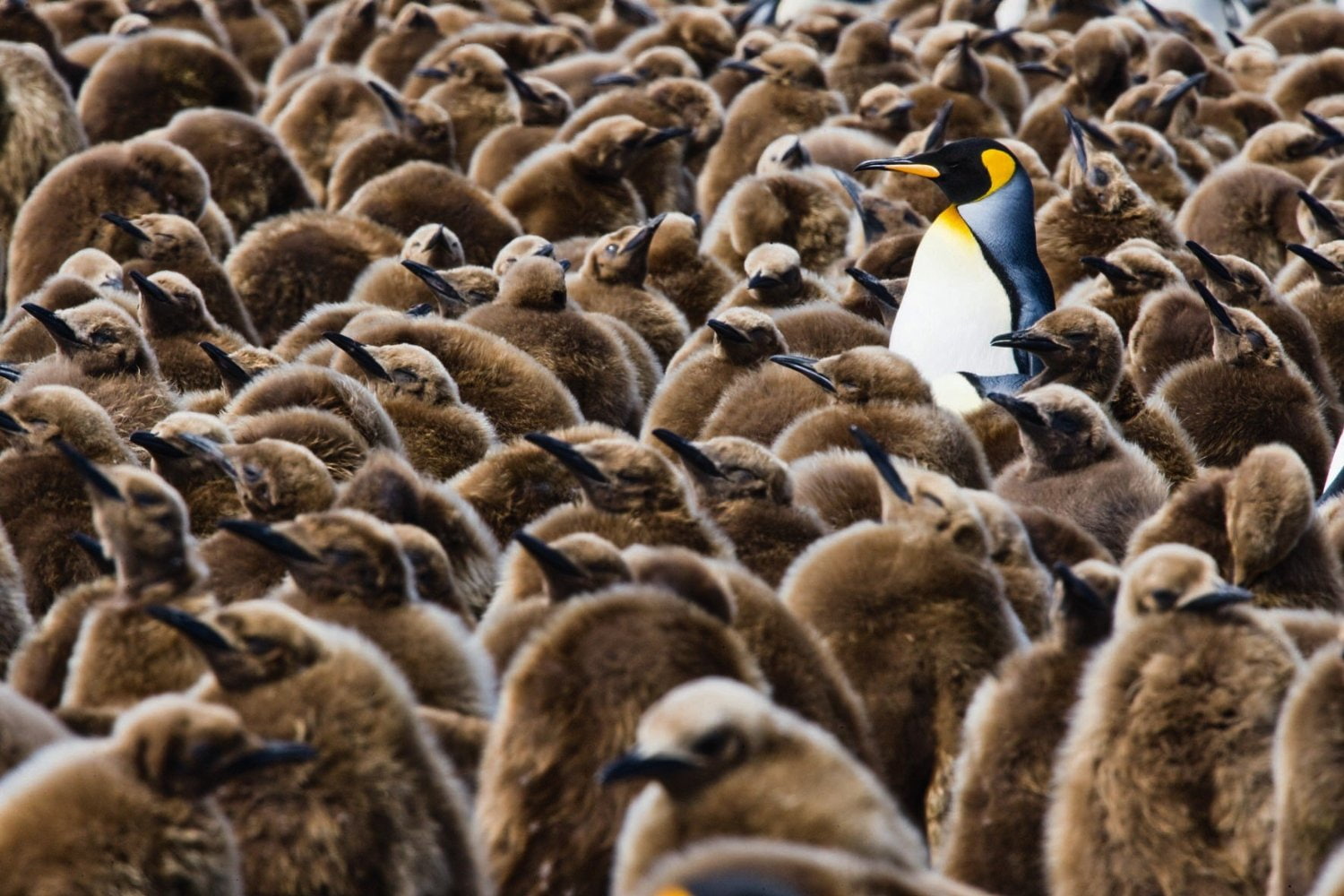 Penguins, animal themes, animal wildlife, large group of animals, animal behavior, penguin, group of animals, animal family, water, care, young bird, outdoors, HD Wallpaper