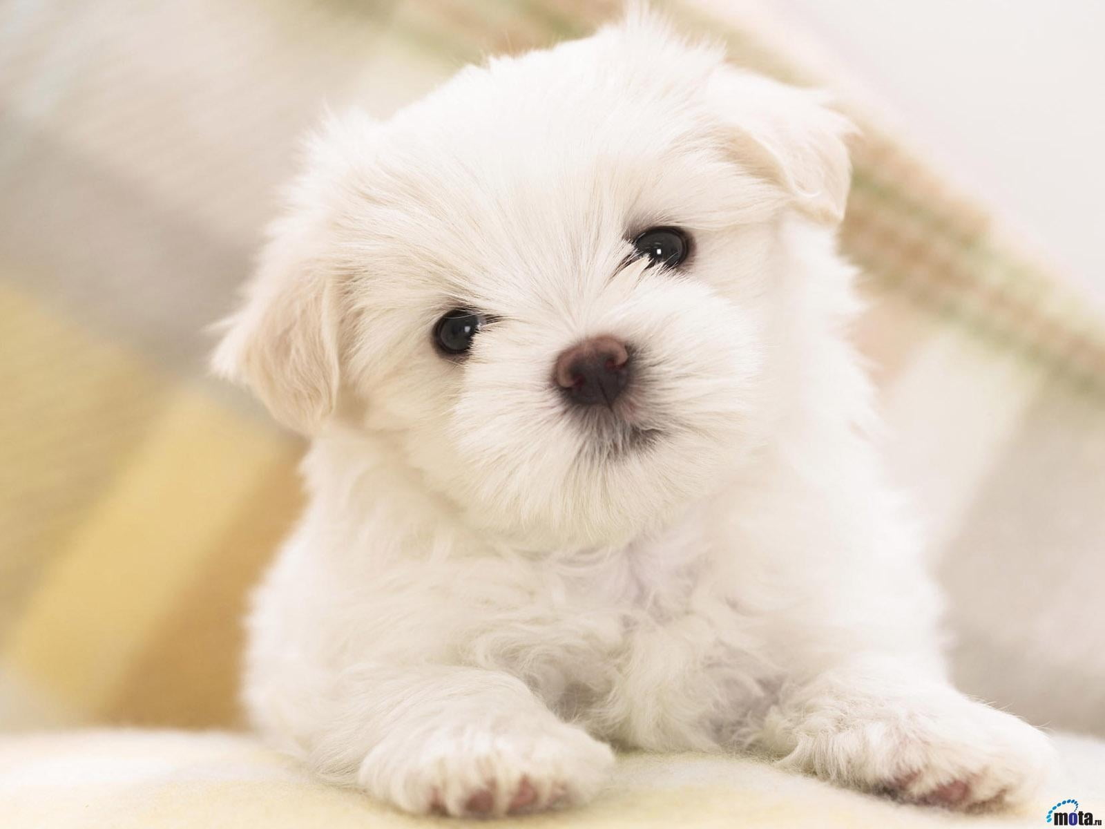cute, Dog, domestic animals, animal behavior, pets, mammal, domestic, portrait, maltese, soft focus, indoors, people, Animals, canine, white, small, white color, HD Wallpaper