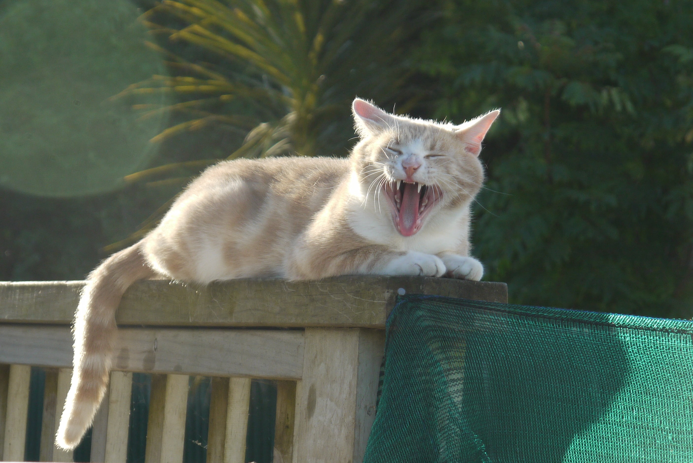 domestic animals, mouth open, animal, mammal, yawning, domestic, 2K, pets, animal mouth, funny, no people, vertebrate, cat, pet, animal behavior, funny cat, HD Wallpaper