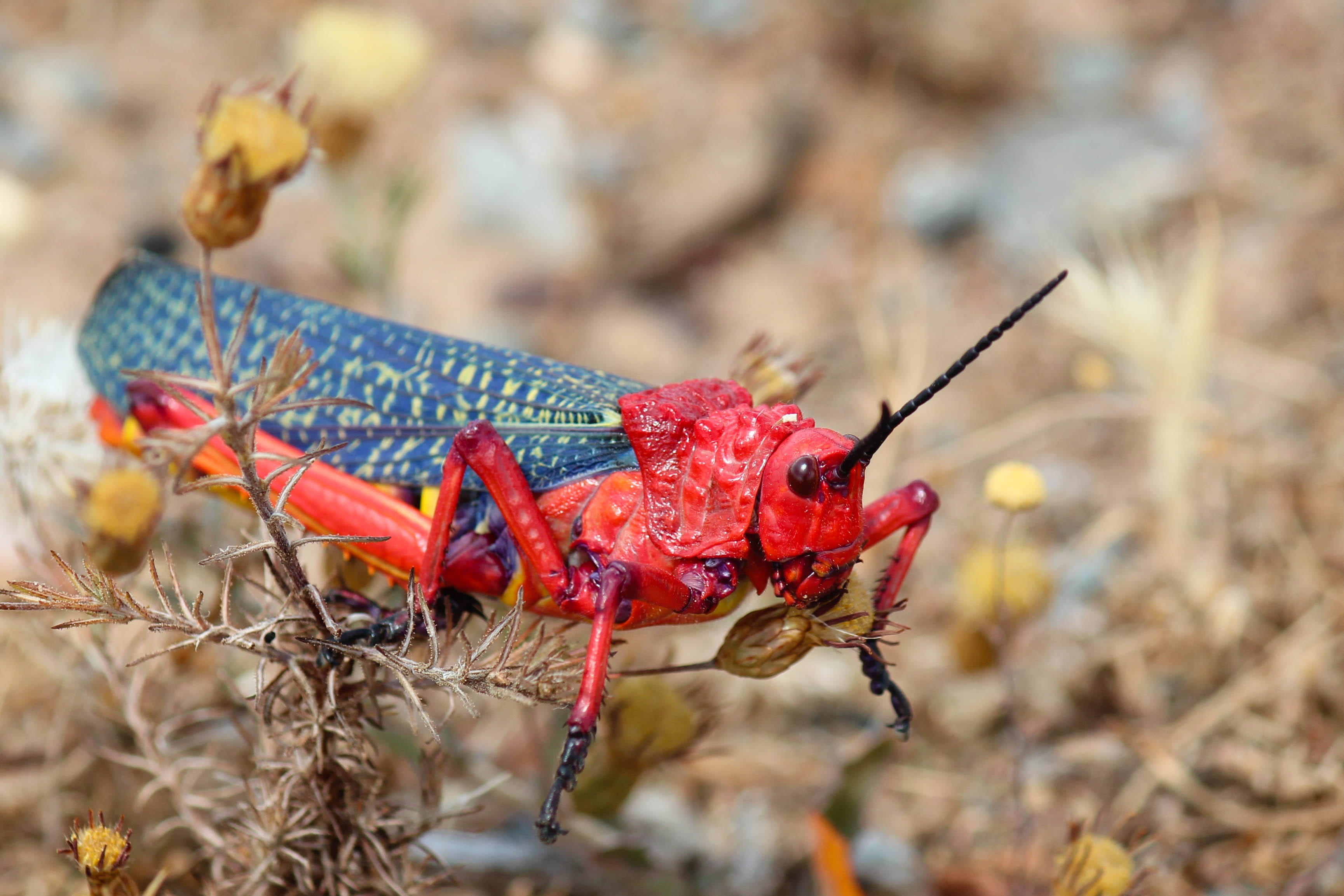 animal, nature, animal themes, red, focus on foreground, invertebrate, animal wildlife, outdoors, land, locusts, animal body part, grasshopper, landscape, HD Wallpaper
