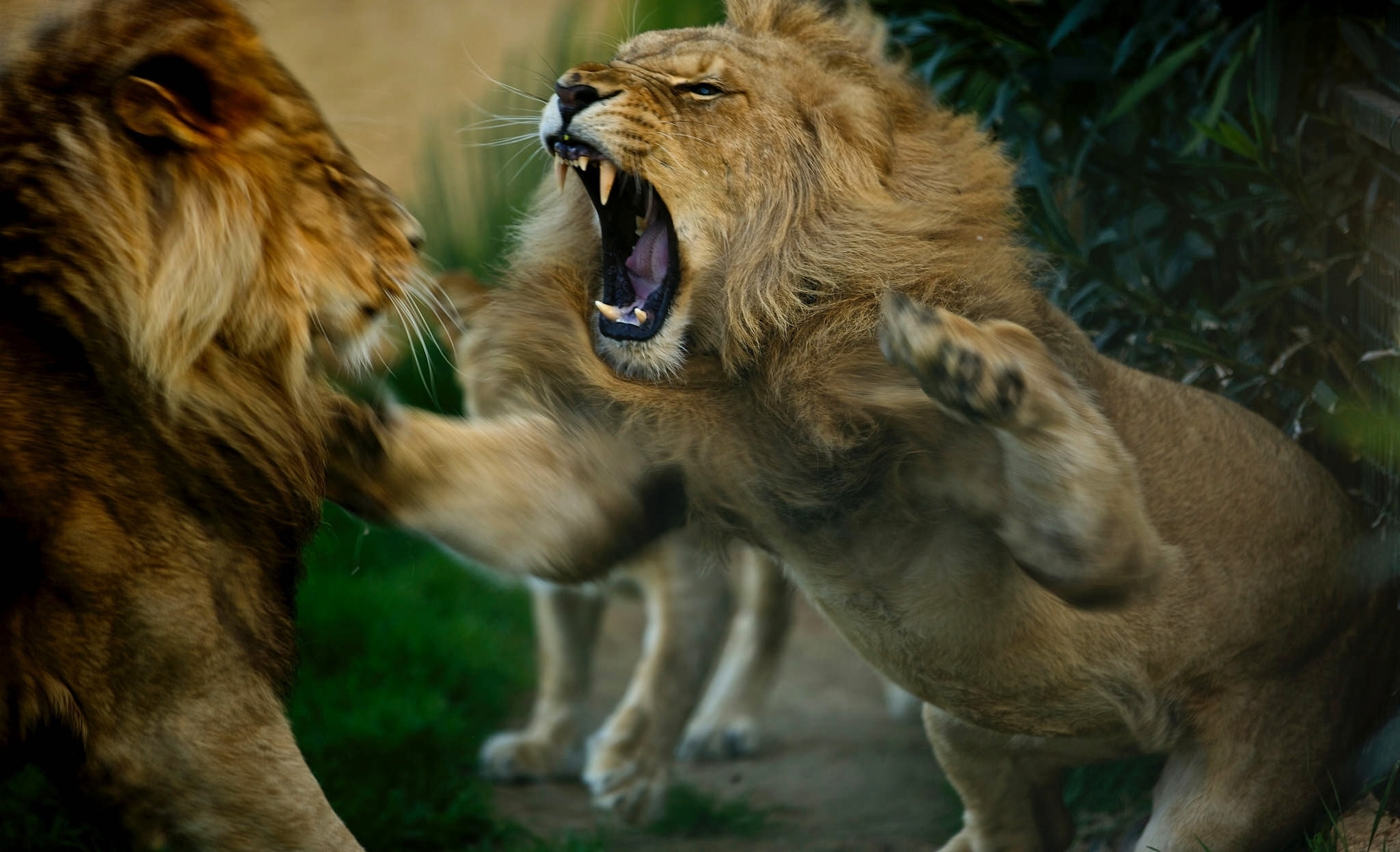 animal behavior, female animal, group of animals, roar, animal head, vertebrate, two animals, cat, mouth open, feline, mammal, lion - feline, aggression, HD Wallpaper
