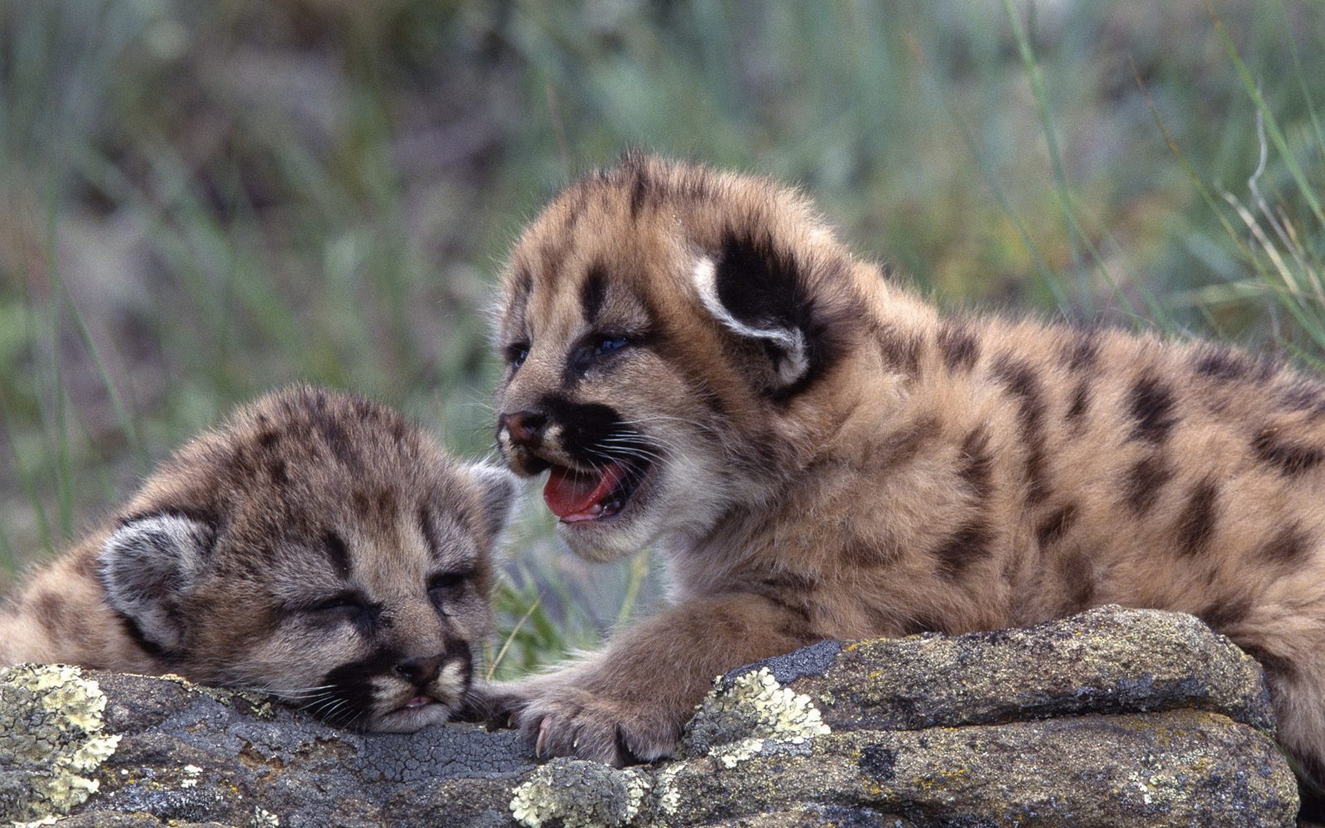 mouth, mouth open, focus on foreground, group of animals, rock - object, animals in the wild, rock, animals, land, animal wildlife, mammal, animal family, HD Wallpaper