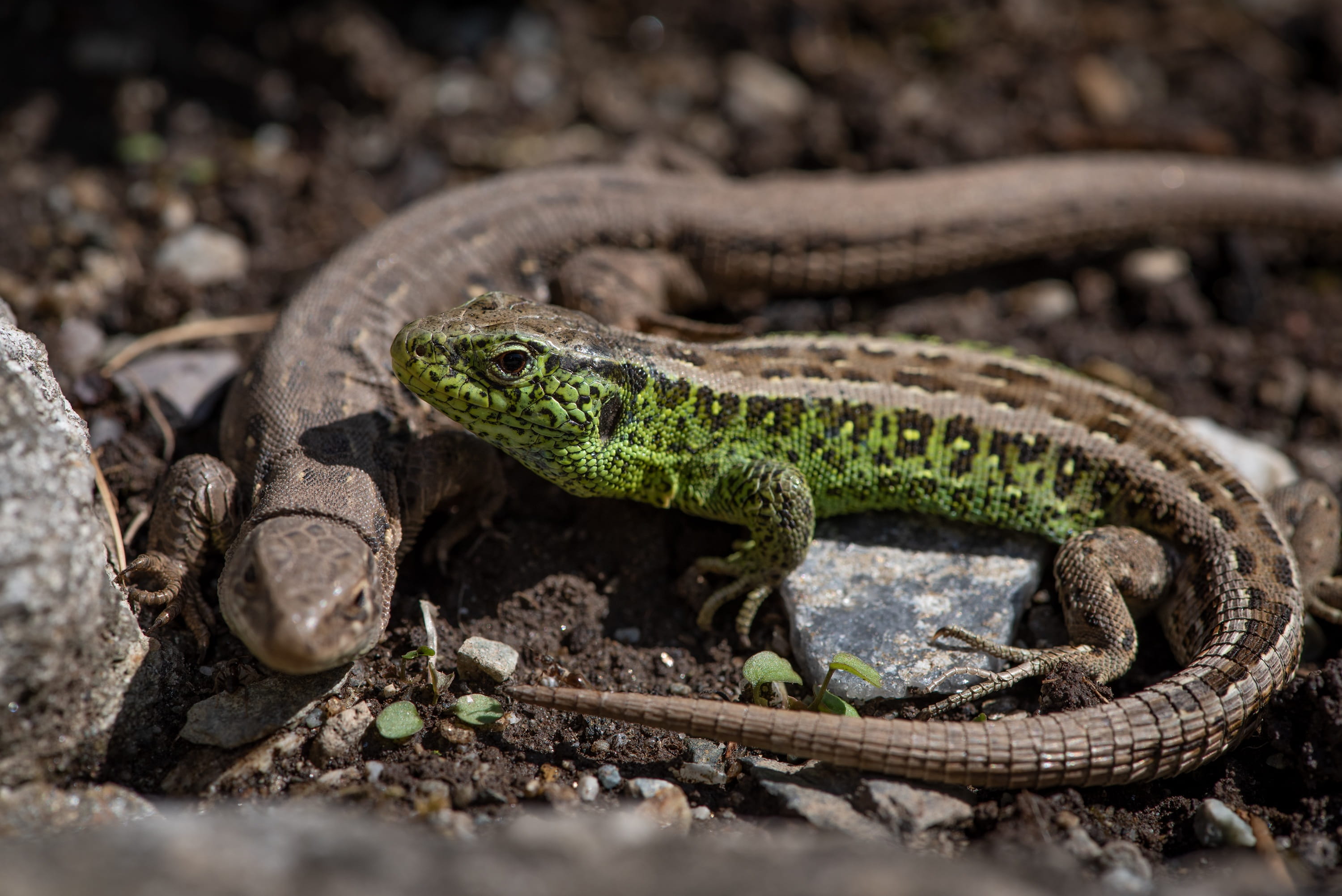 green color, two, animal themes, brown, close-up, vertebrate, lizards, day, selective focus, animal body part, nature, no people, lizard, close up, animal scale, HD Wallpaper