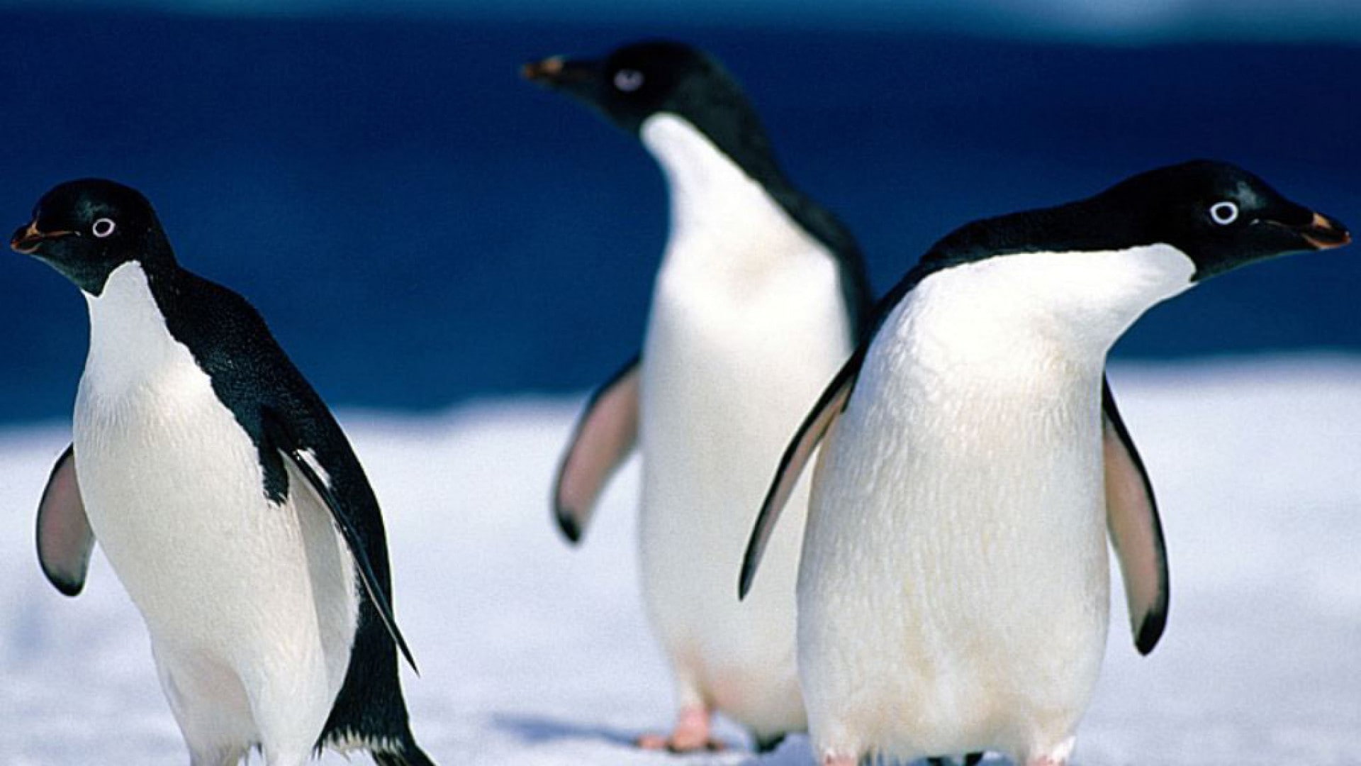 cold temperature, animal behavior, penguin, no people, animals, 1080P, birds, day, landscapes, snow, side view, focus on foreground, water, outdoors, frozen water, HD Wallpaper