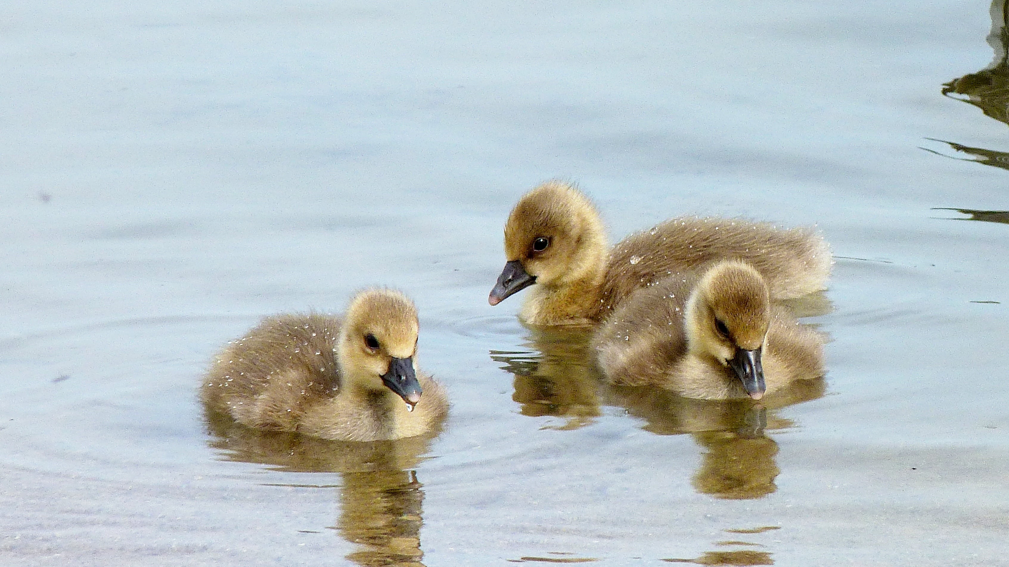 childrens group, birds, bird, gosling, animal themes, yellow, animal, water, cygnet, 2K, young bird, young animal, swimming, wildlife, three, group of animals, HD Wallpaper