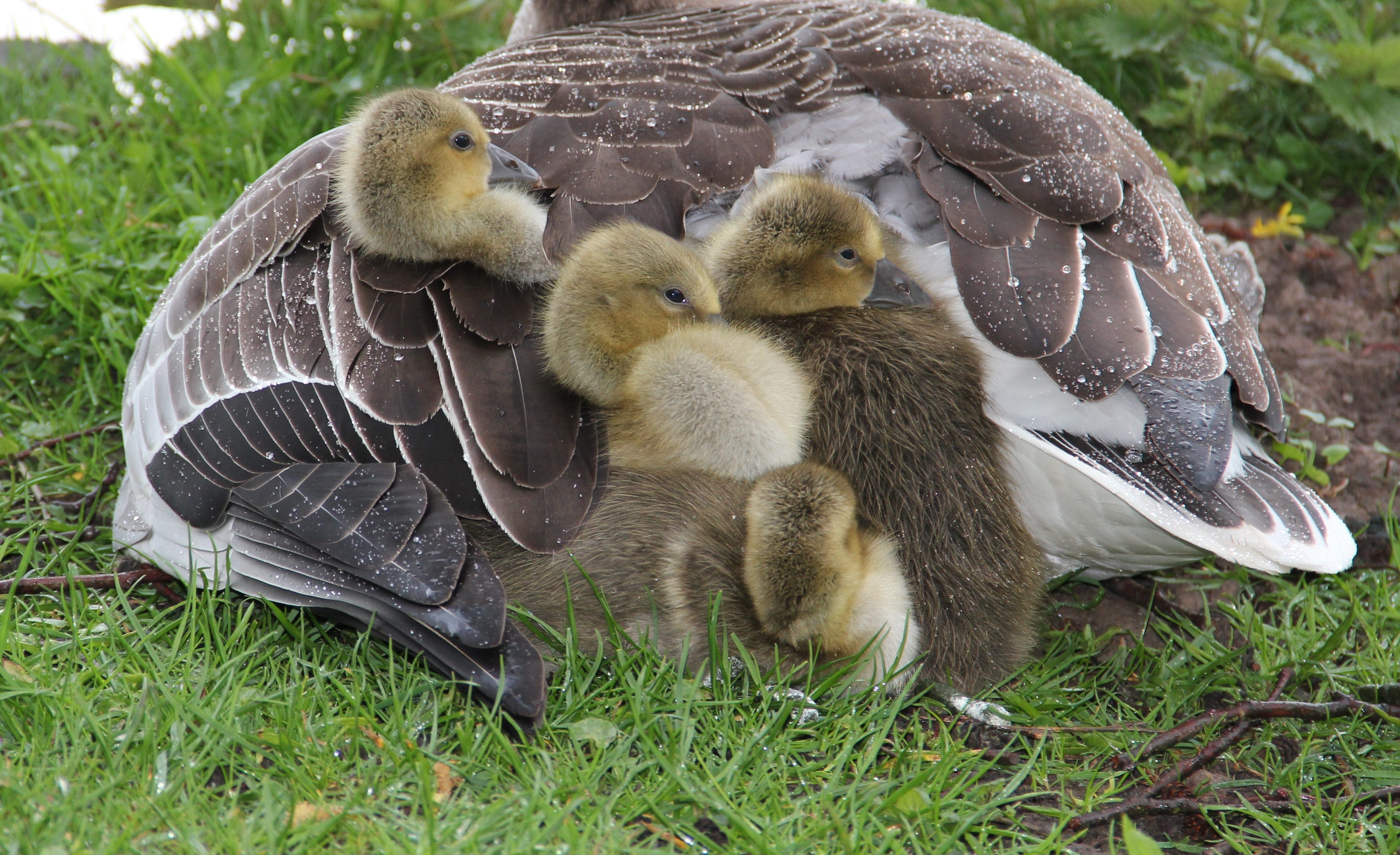 4K, green, gray, spring, animal, young animal, cuddly, white, small, vertebrate, duckling, close-up, pond, animals, day, at the lake, greylag goose, plant, HD Wallpaper