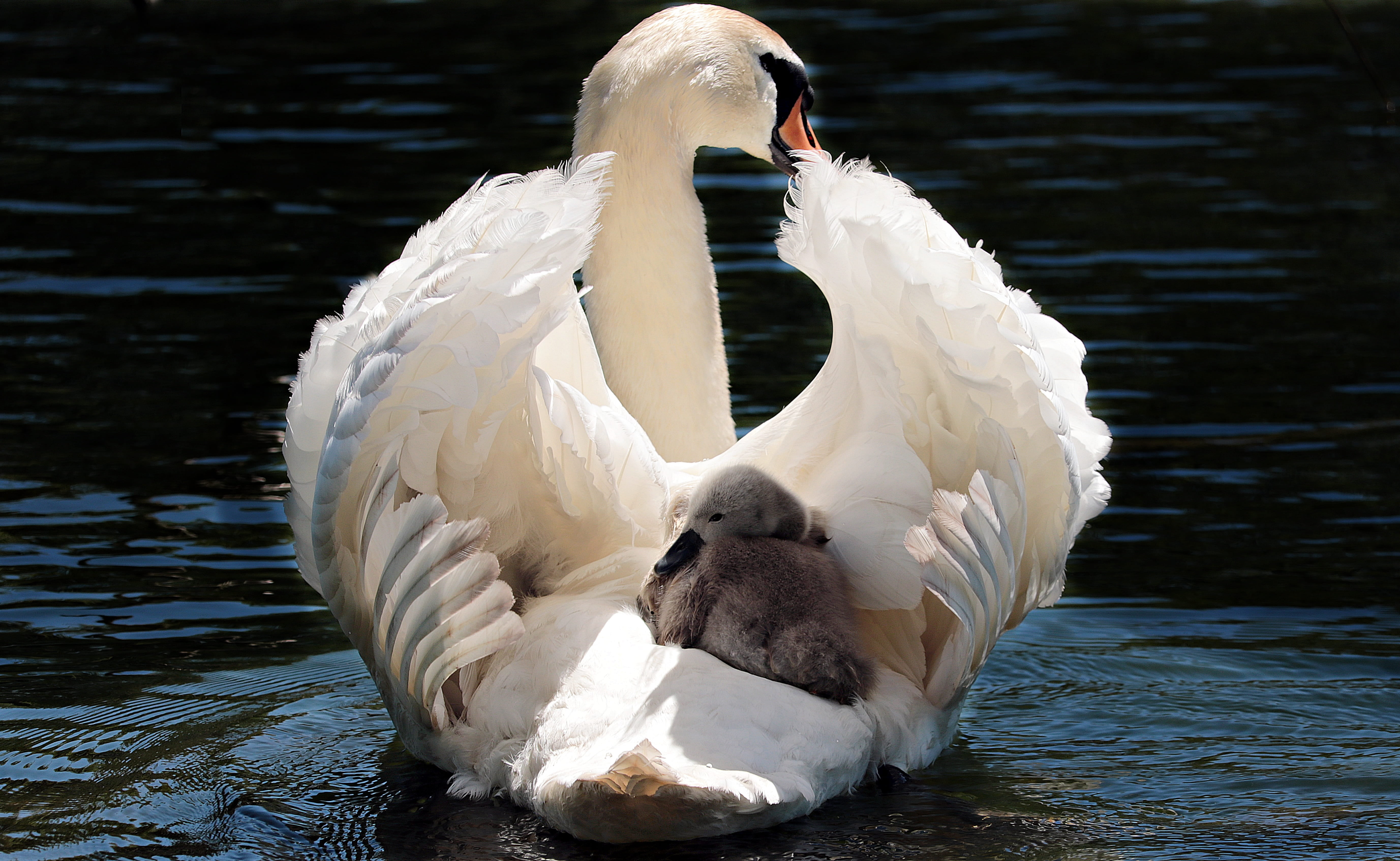 feather, animal wing, noble, vertebrate, gray, schwimmvogel, 5K, preening, mute swan, one animal, day, baby swan, swan young, bird, lake, taxi, animal, HD Wallpaper