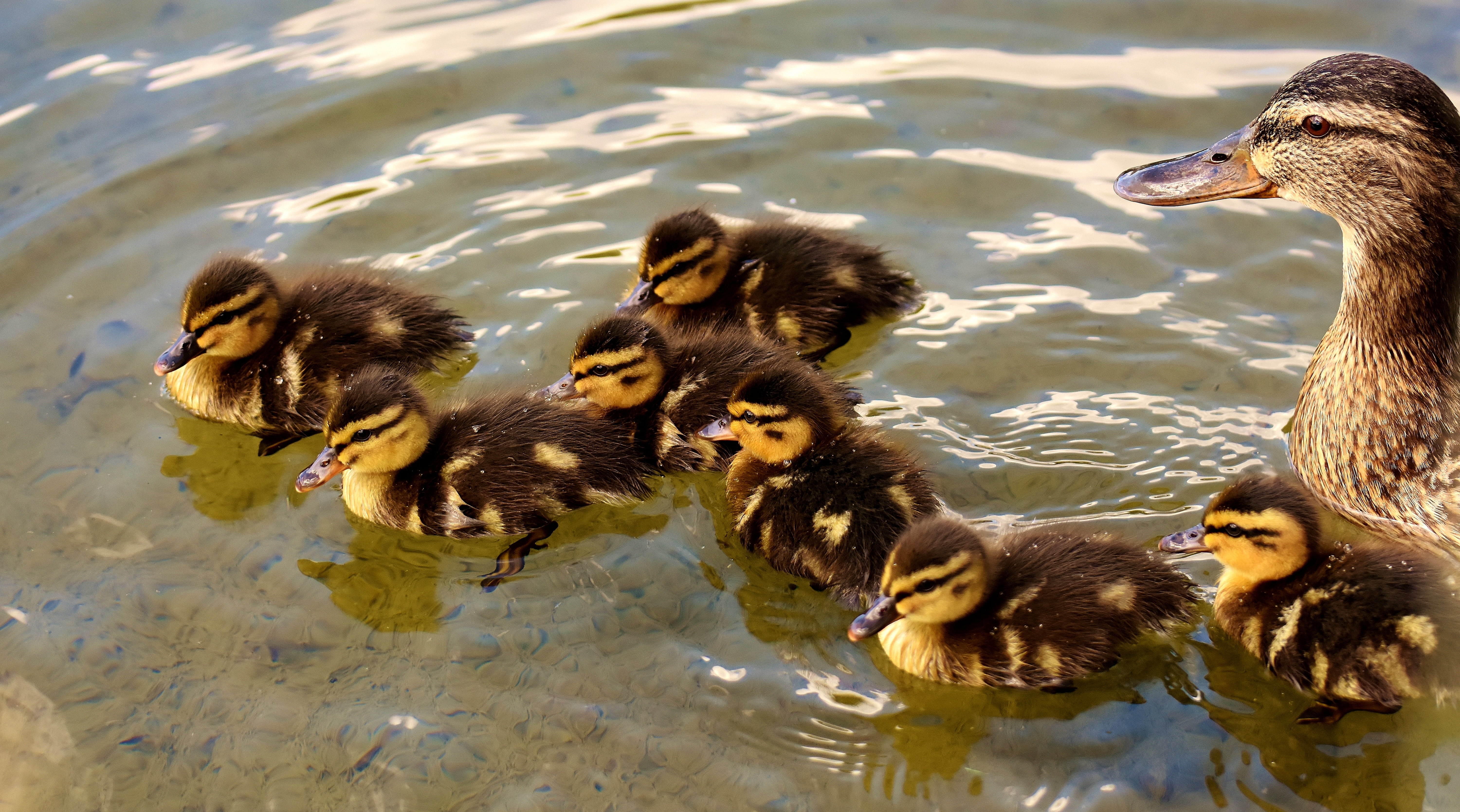 poultry, young animal, animal family, flock of birds, 5K, vertebrate, animal world, yellow, lake, animal themes, swim, small, high angle view, ducks, swimming, HD Wallpaper