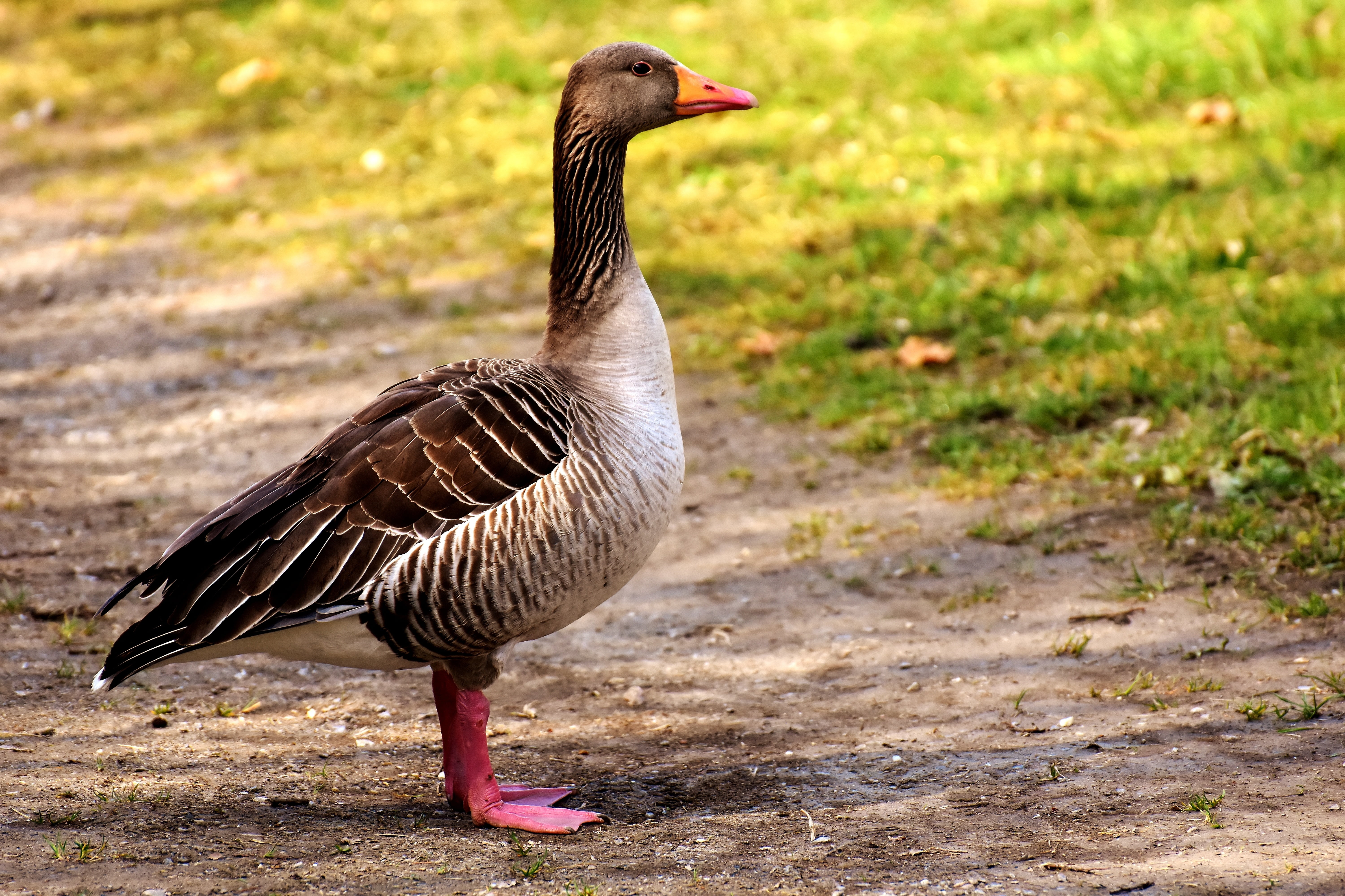 duck, grass, near, bird, animal family, animal, one animal, vertebrate, animals in the wild, profile view, gosling, adult, animal wildlife, poultry, focus on foreground, HD Wallpaper