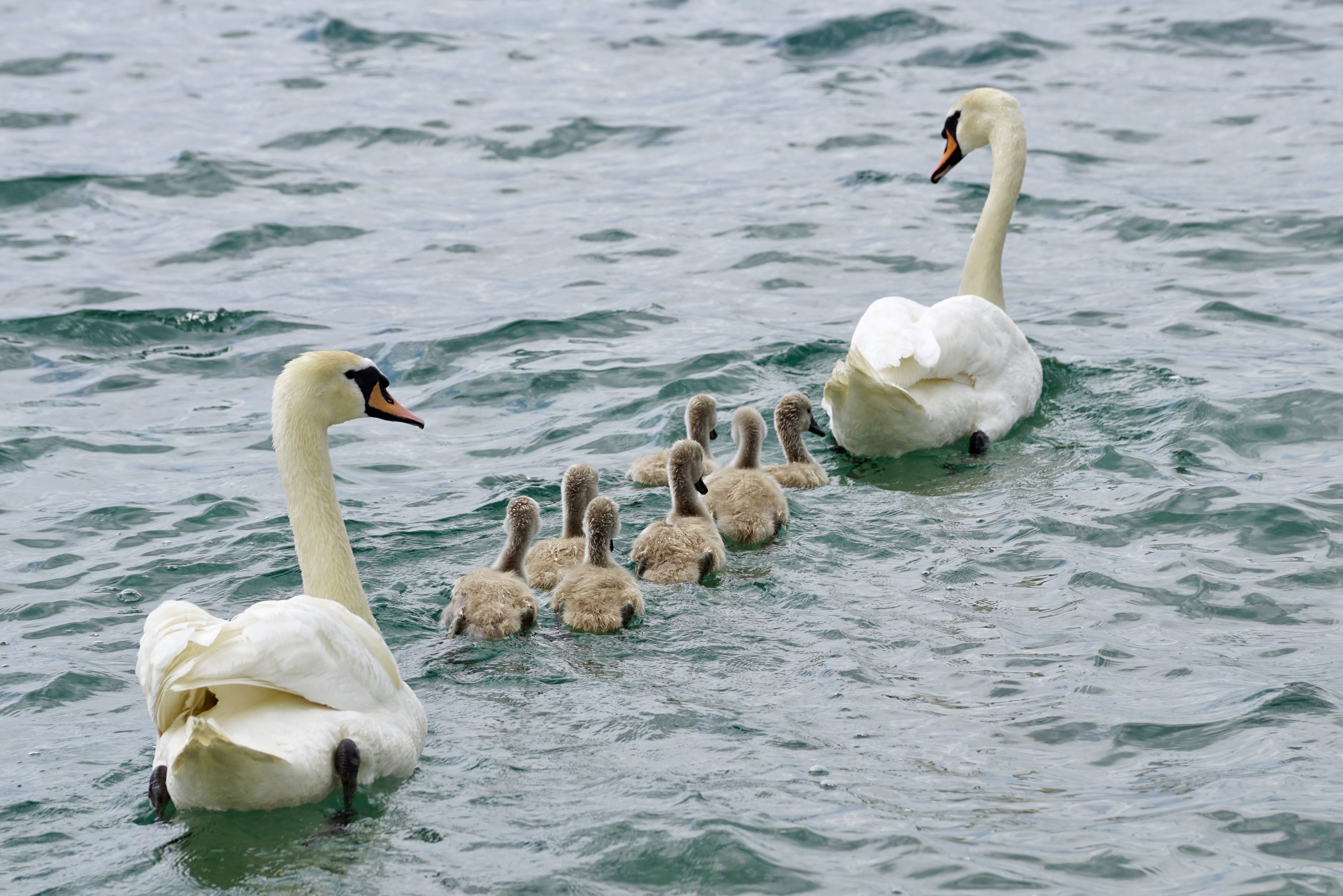 white, flock of birds, water bird, beauty in nature, mute swan, young animal, mother, cygnet, plumage, waterfowl, group of animals, vertebrate, swan mum, HD Wallpaper