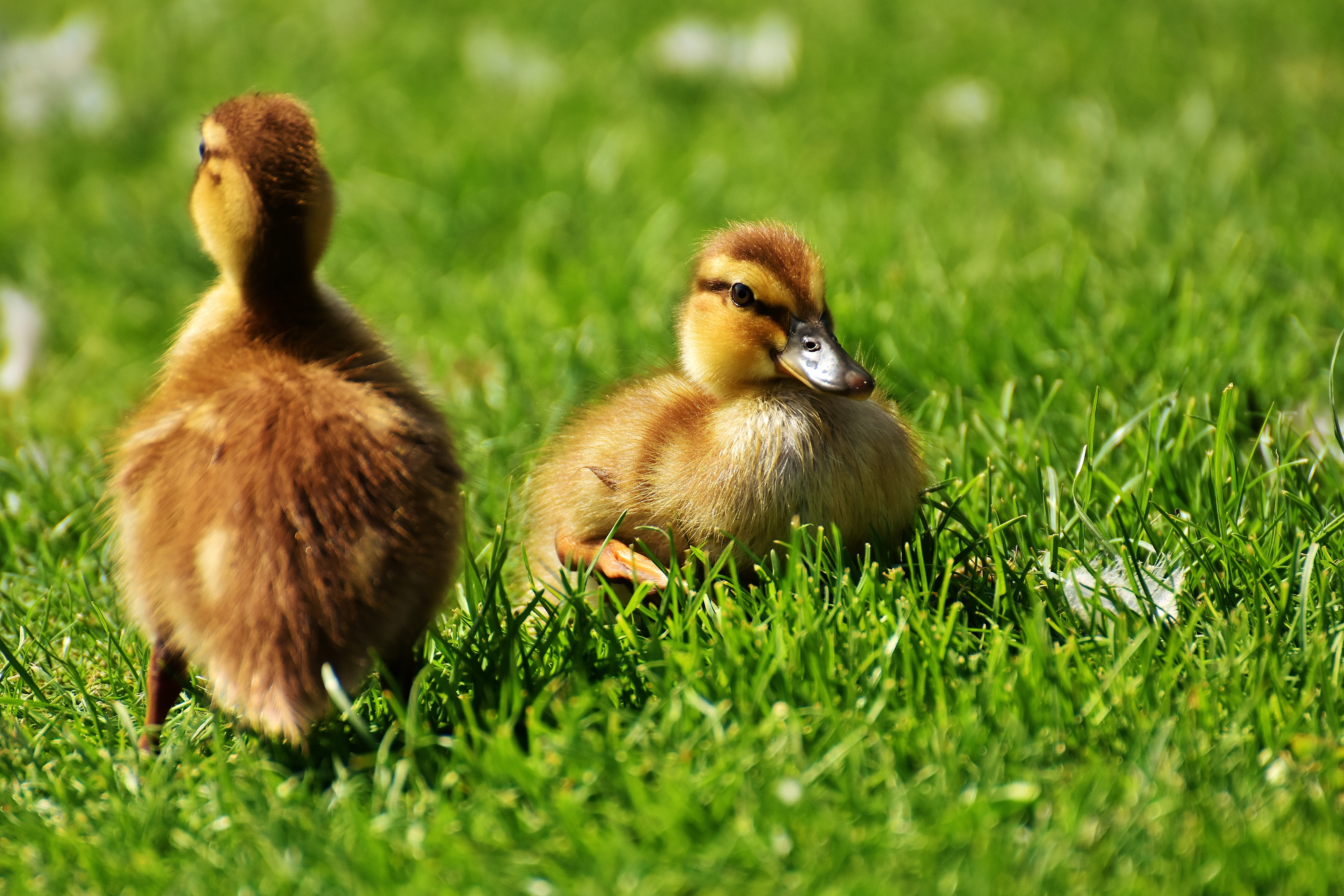 selective focus, green, young bird, selective, animal family, small, ducks, grasses, photo, grass, duck, vertebrate, poultry, ducklings, cute, water, animal themes, HD Wallpaper