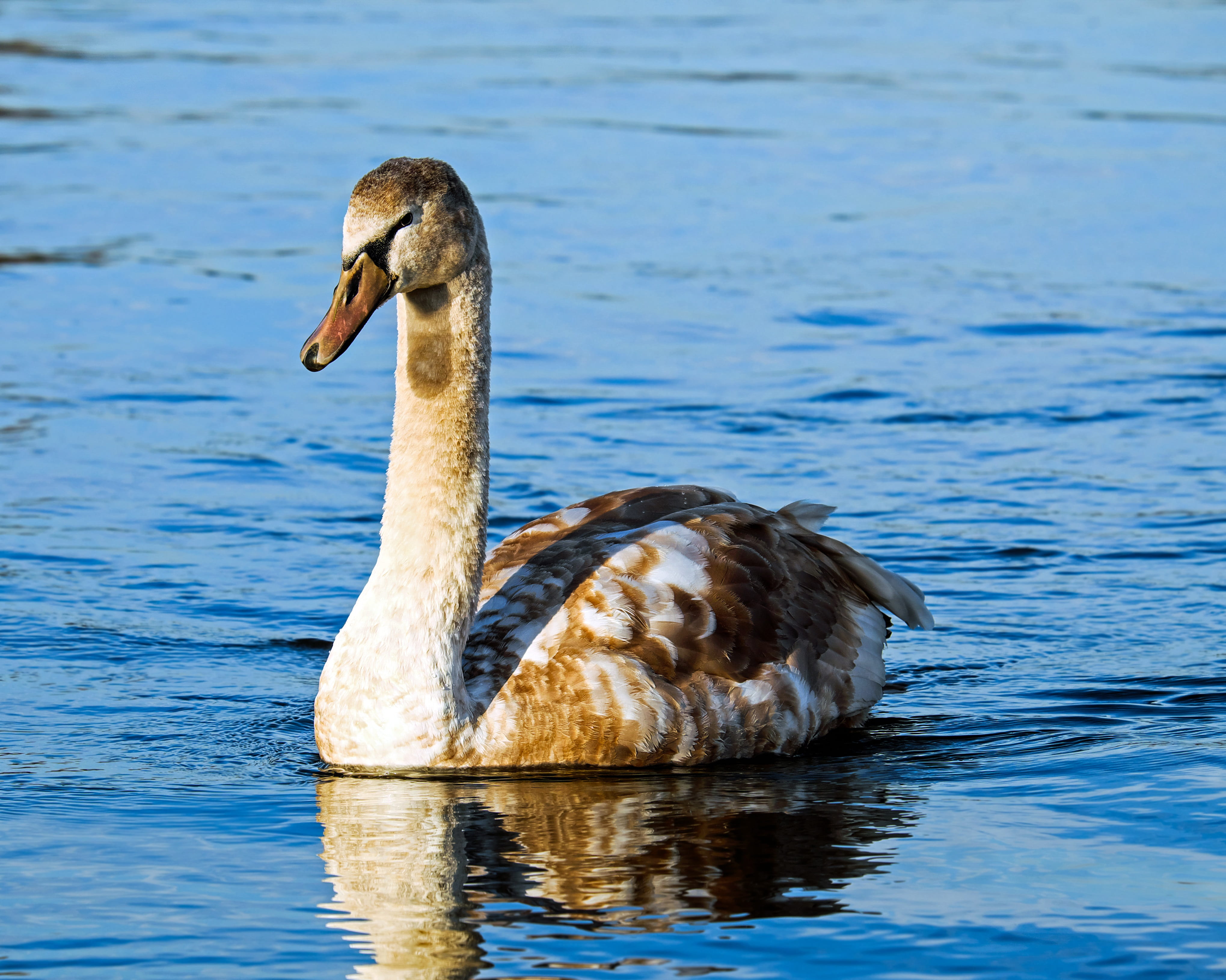 waterfront, swan, nature, vertebrate, bird, plumage, cute, animal themes, close-up, swimming, young, young animal, animal neck, 4K, no people, day, poultry, HD Wallpaper