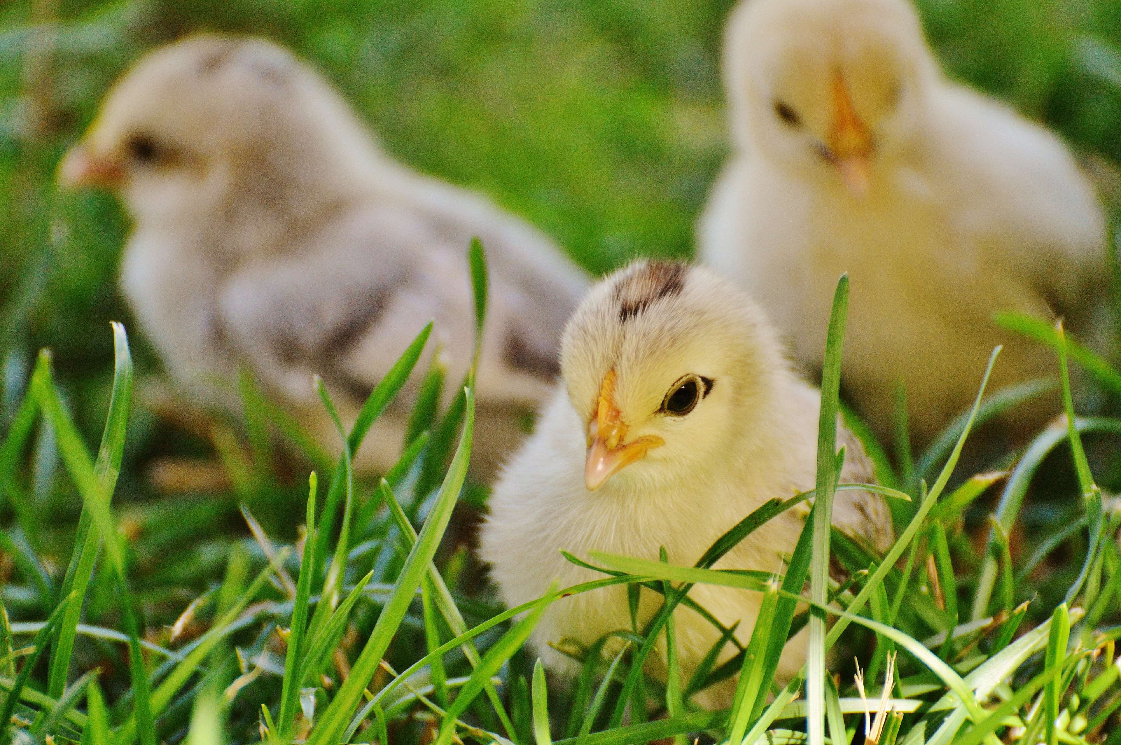 young, feather, selective focus, close up, close-up, group of animals, outdoors, cute, animal, animal family, two animals, little, meadow, duck, vertebrate, HD Wallpaper