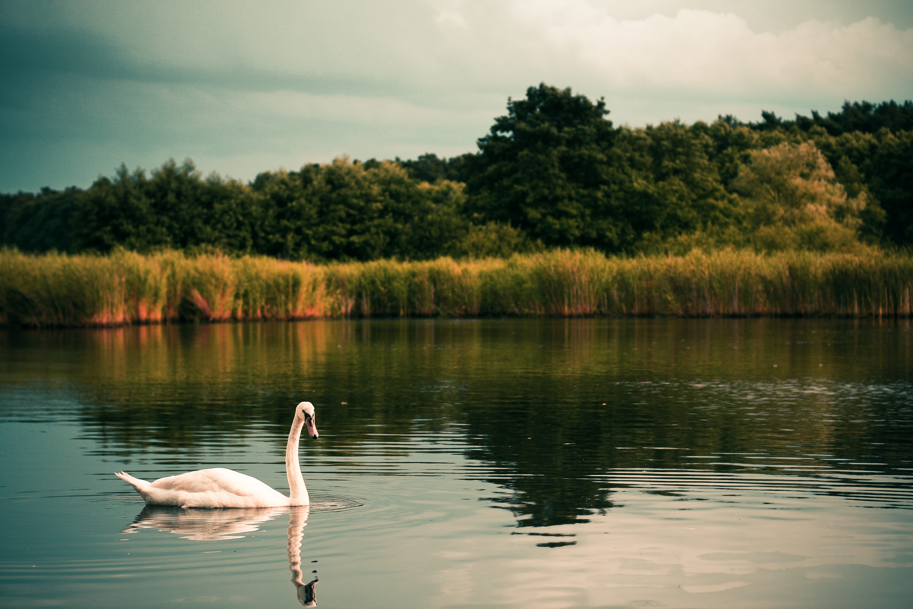 tranquility, plant, day, vertebrate, river, floating on water, beauty In Nature, animal wildlife, no people, water, woods, tranquil Scene, pond, one animal, HD Wallpaper