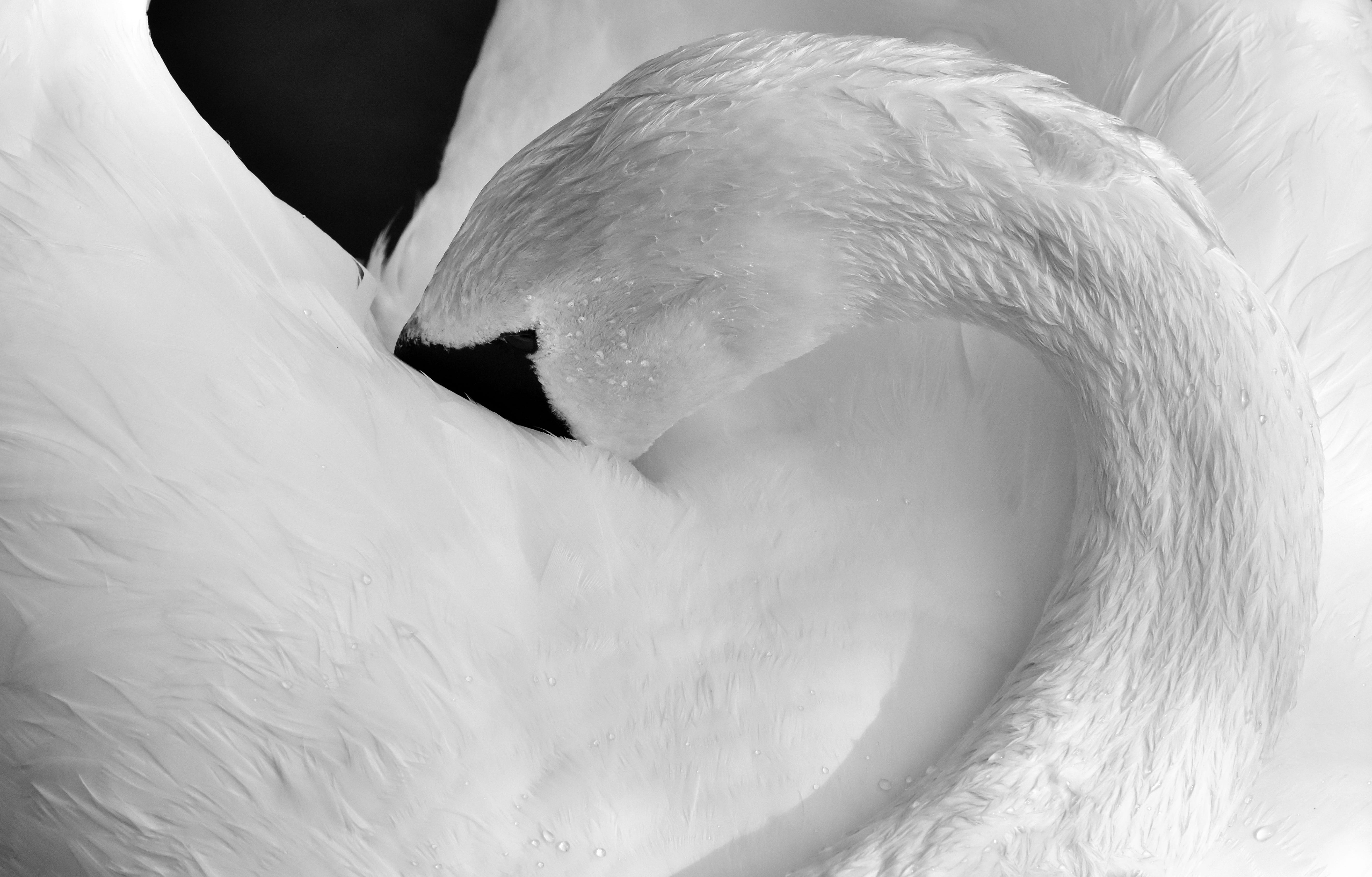 no people, feather, black and white, animal themes, pride, frozen, ice, snow, plumage, glacier, water, swan, one animal, animal world, beauty in nature, HD Wallpaper