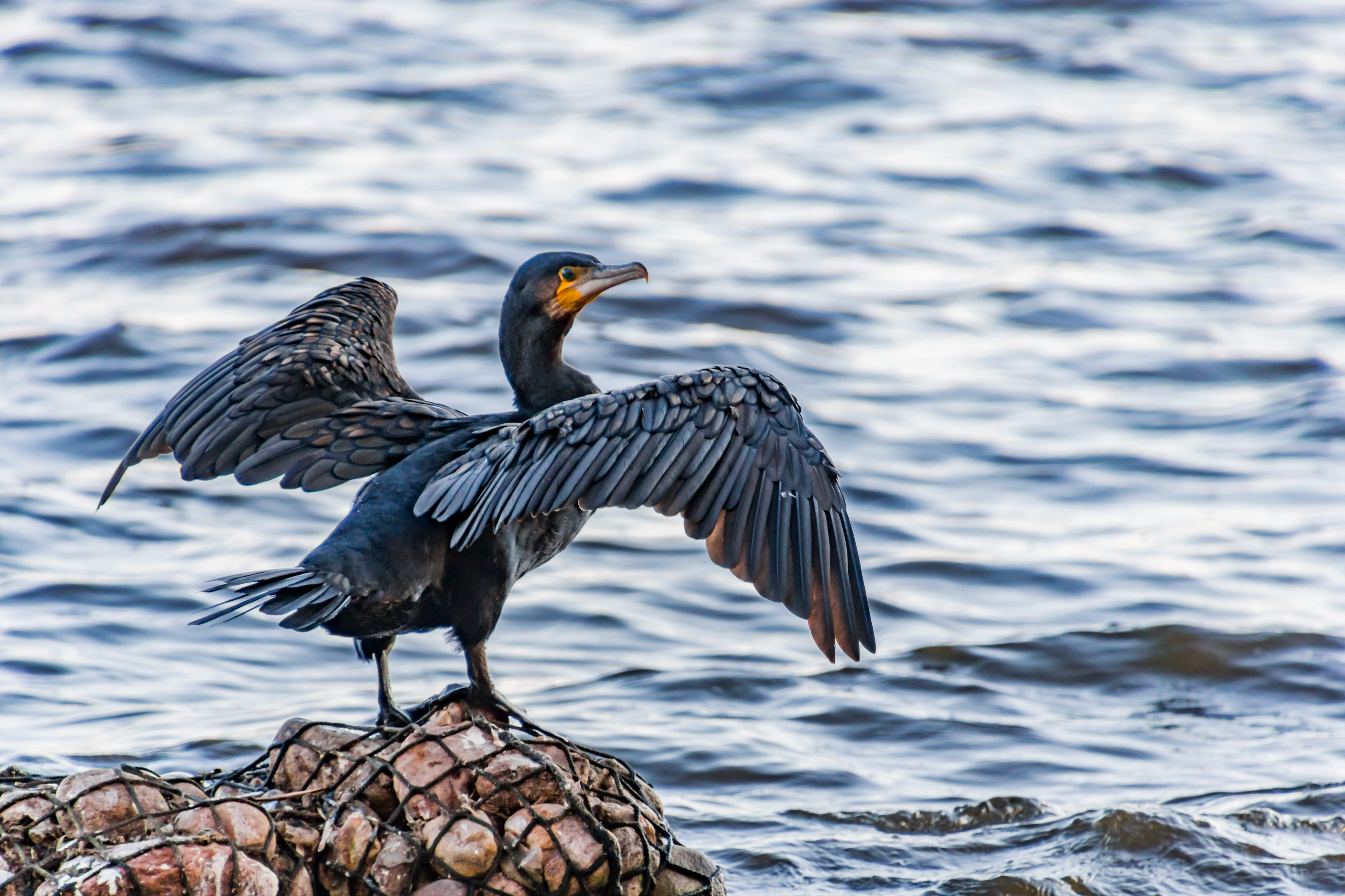 spread wings, landscape, day, focus on foreground, plumage, animal themes, flying, 5K, waterfront, seevogel, black, vertebrate, animal world, beak, creature, HD Wallpaper