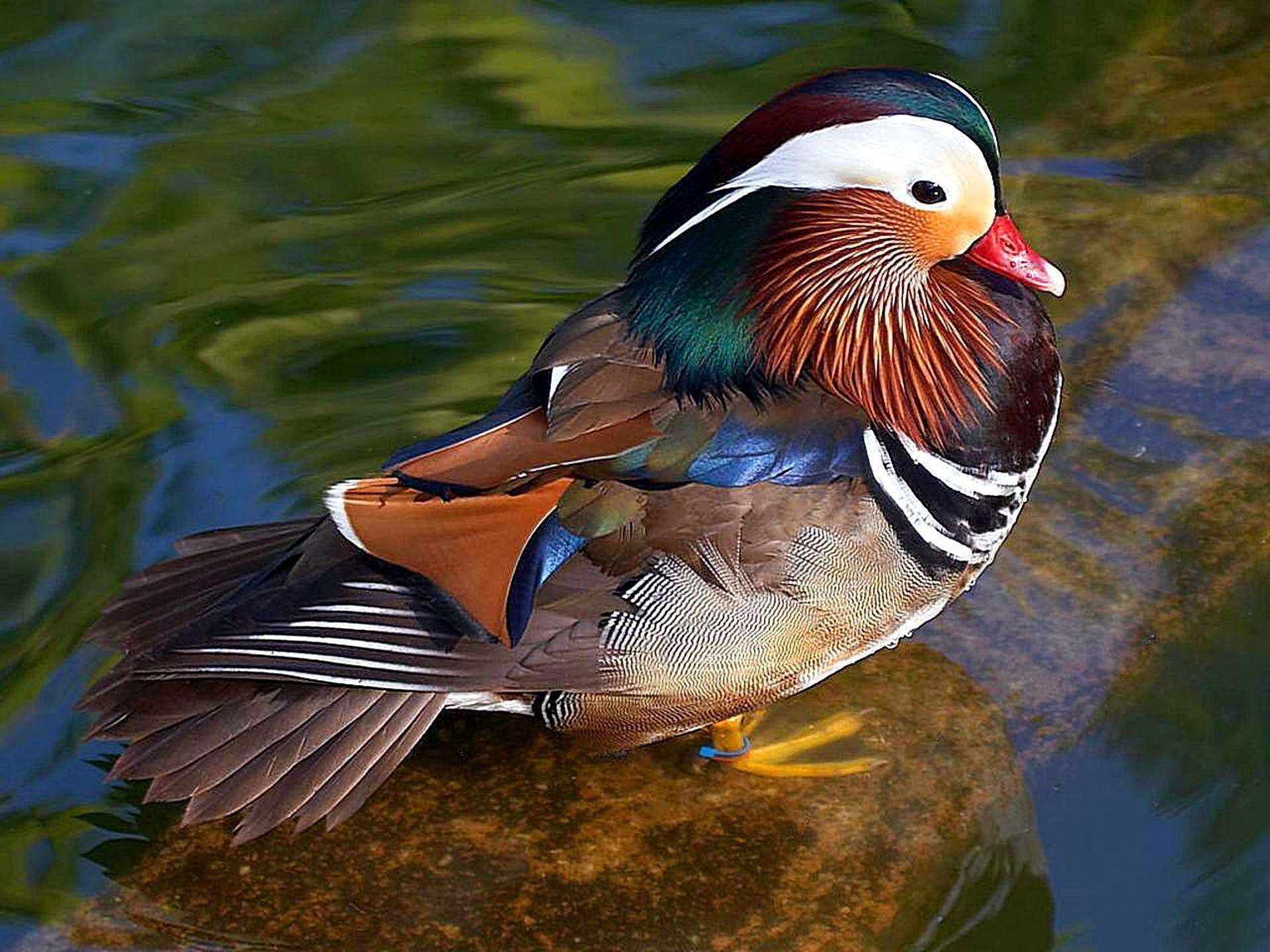 close-up, animal wildlife, nature, animal themes, feathers, multi colored, colorful, close up, plumage, bird, wildlife, male, poultry, mandarin duck, vertebrate, HD Wallpaper