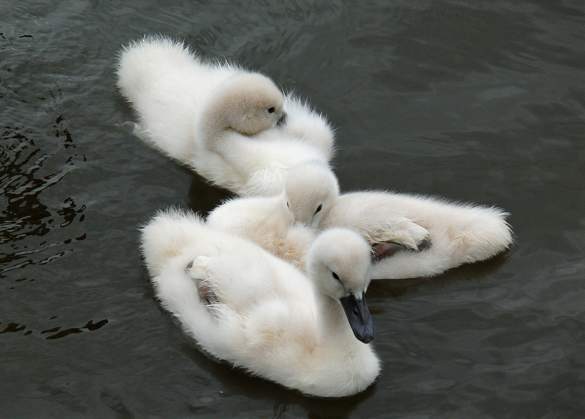 young animals, birds, bill, calm, young animal, young bird, group of animals, swim, togetherness, 1080P, nature, animal wildlife, pride, elegant, cygnet, HD Wallpaper
