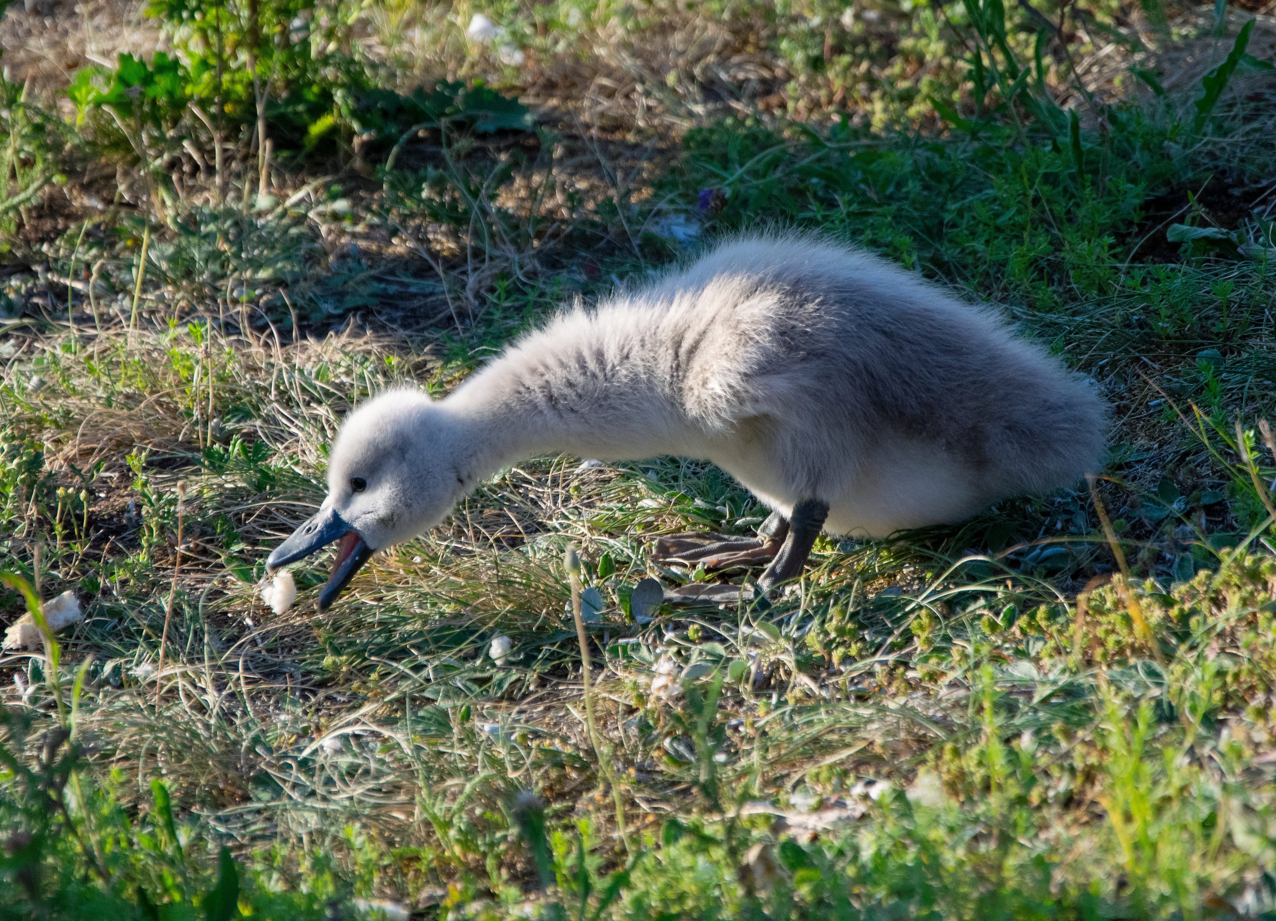 young bird, mammal, nature, young swan, gosling, young, selective focus, animal, cute, swan, side view, cygnet, vertebrate, animal wildlife, schwimmvogel, HD Wallpaper