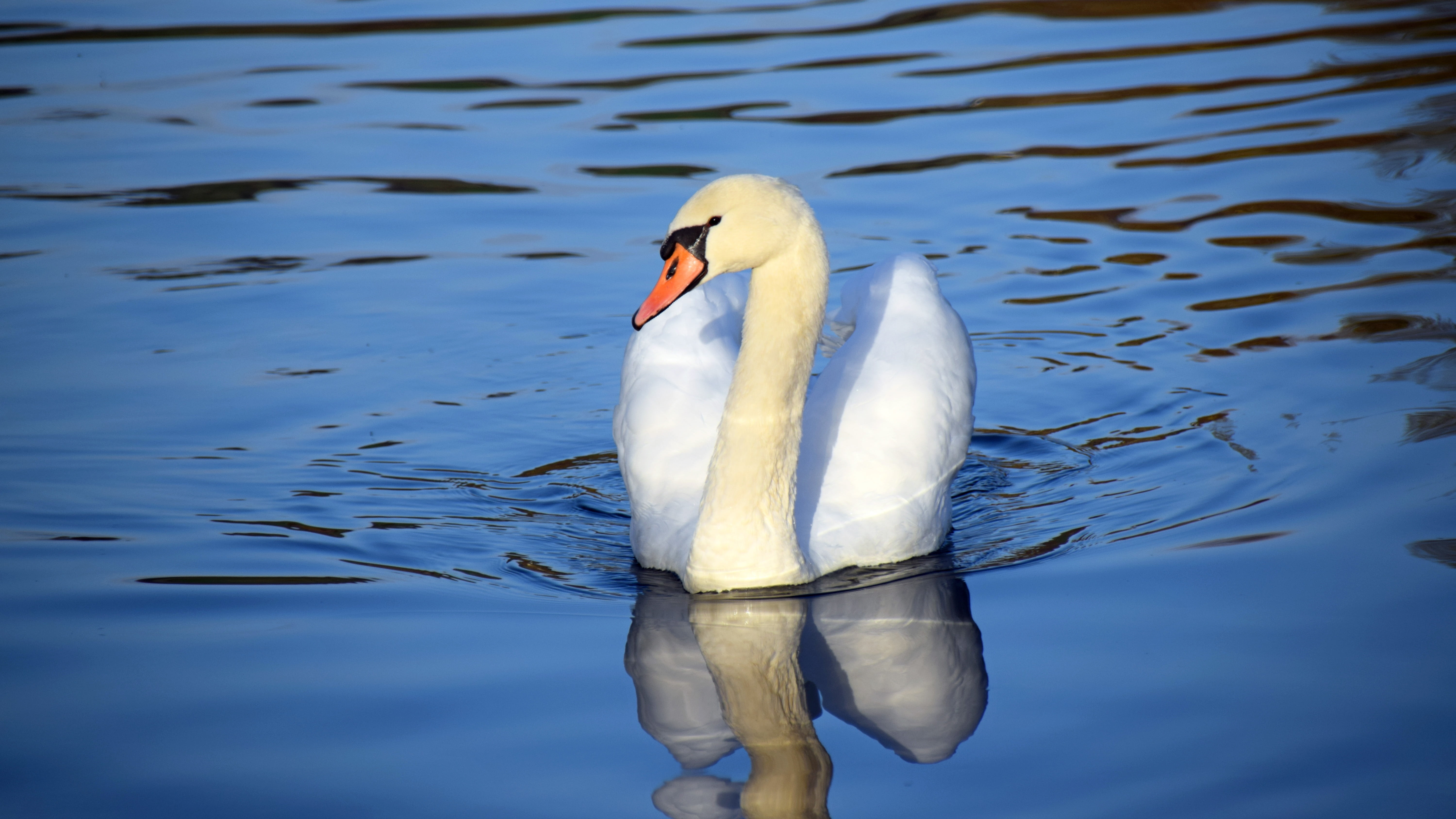animal neck, day, reflection, switzerland, animal themes, zoology, nature, swan, rippled, lake, water bird, swimming, river, wave, bird, no people, floating, HD Wallpaper